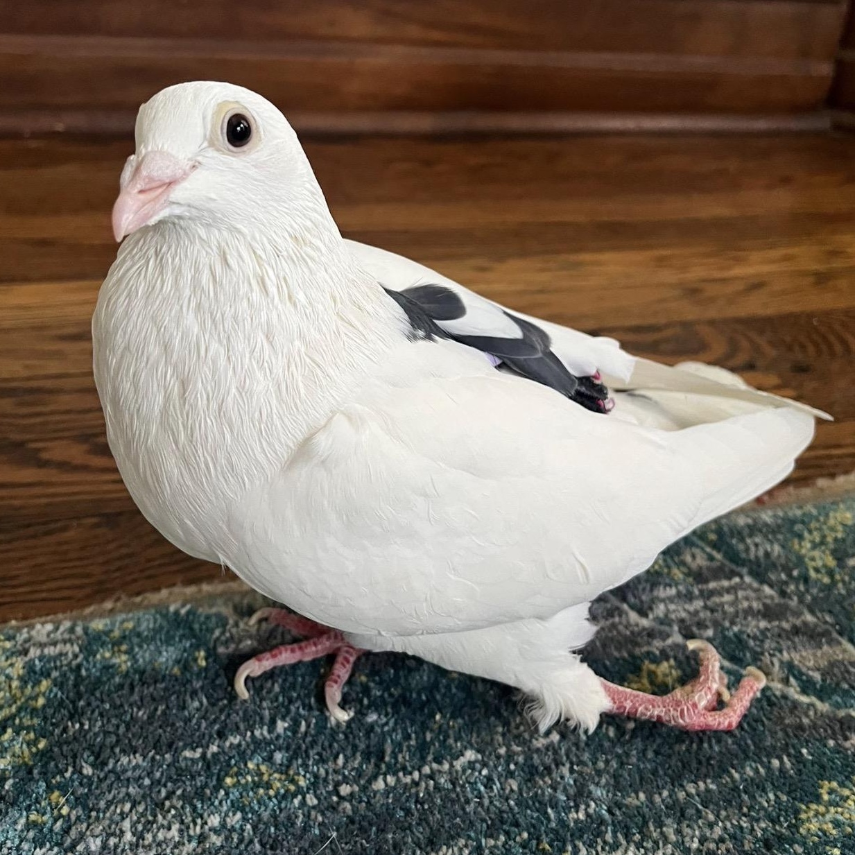 Zagnut *local Midwest adoption only*, ADOPTABLE, Senior Male Pigeon.