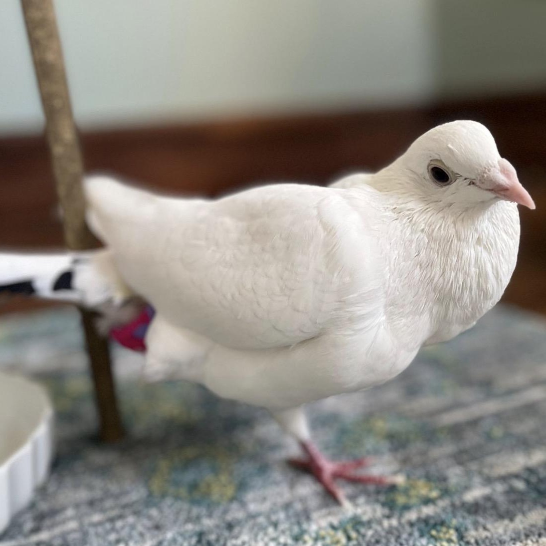 Enlarge Zagnut *local Midwest adoption only*, a ADOPTABLE Pigeon in Chicago, IL image 3/4