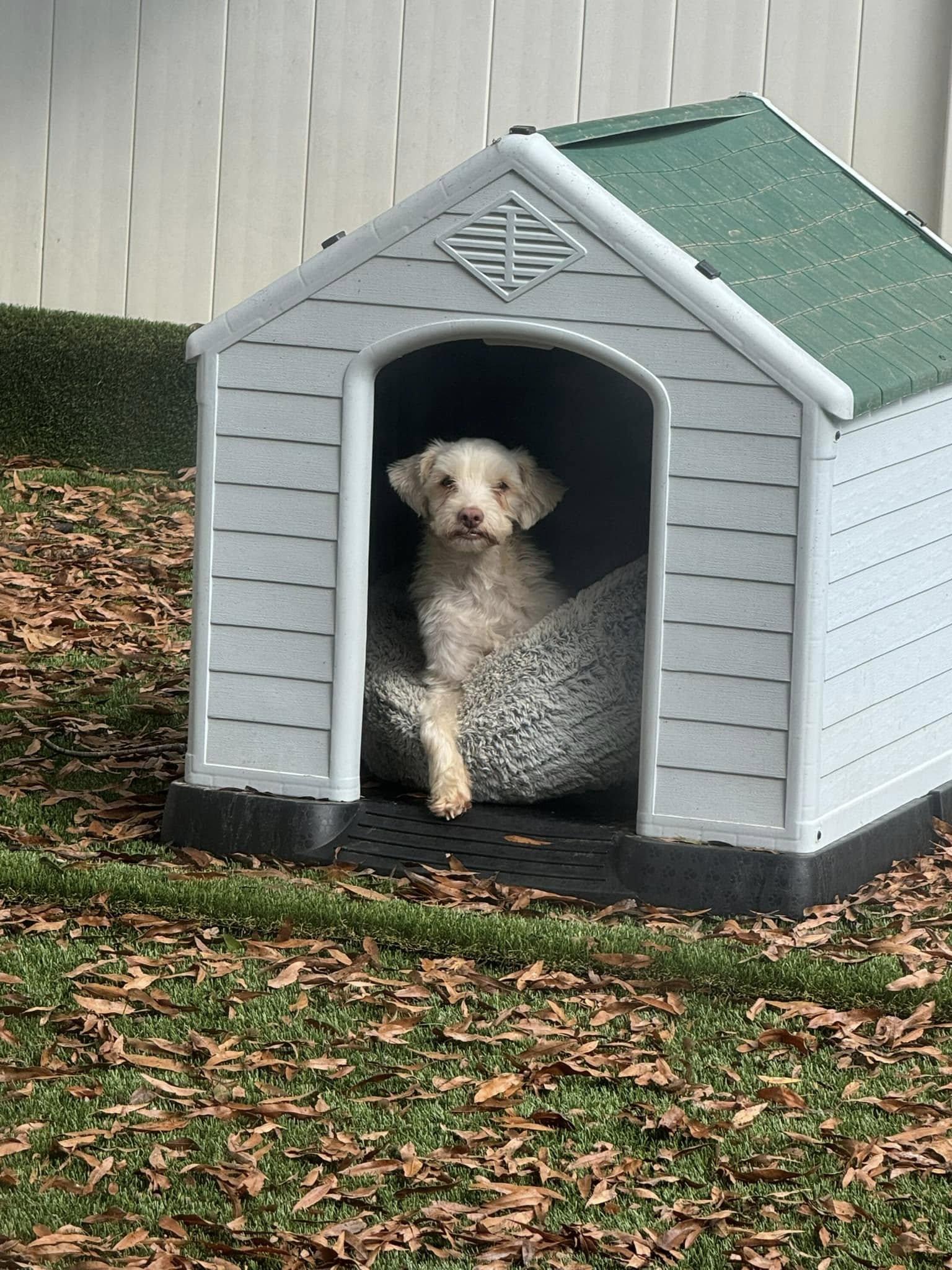 Enlarge Ronaldo, a Adoptable Havanese in Matthews, NC image 1/1