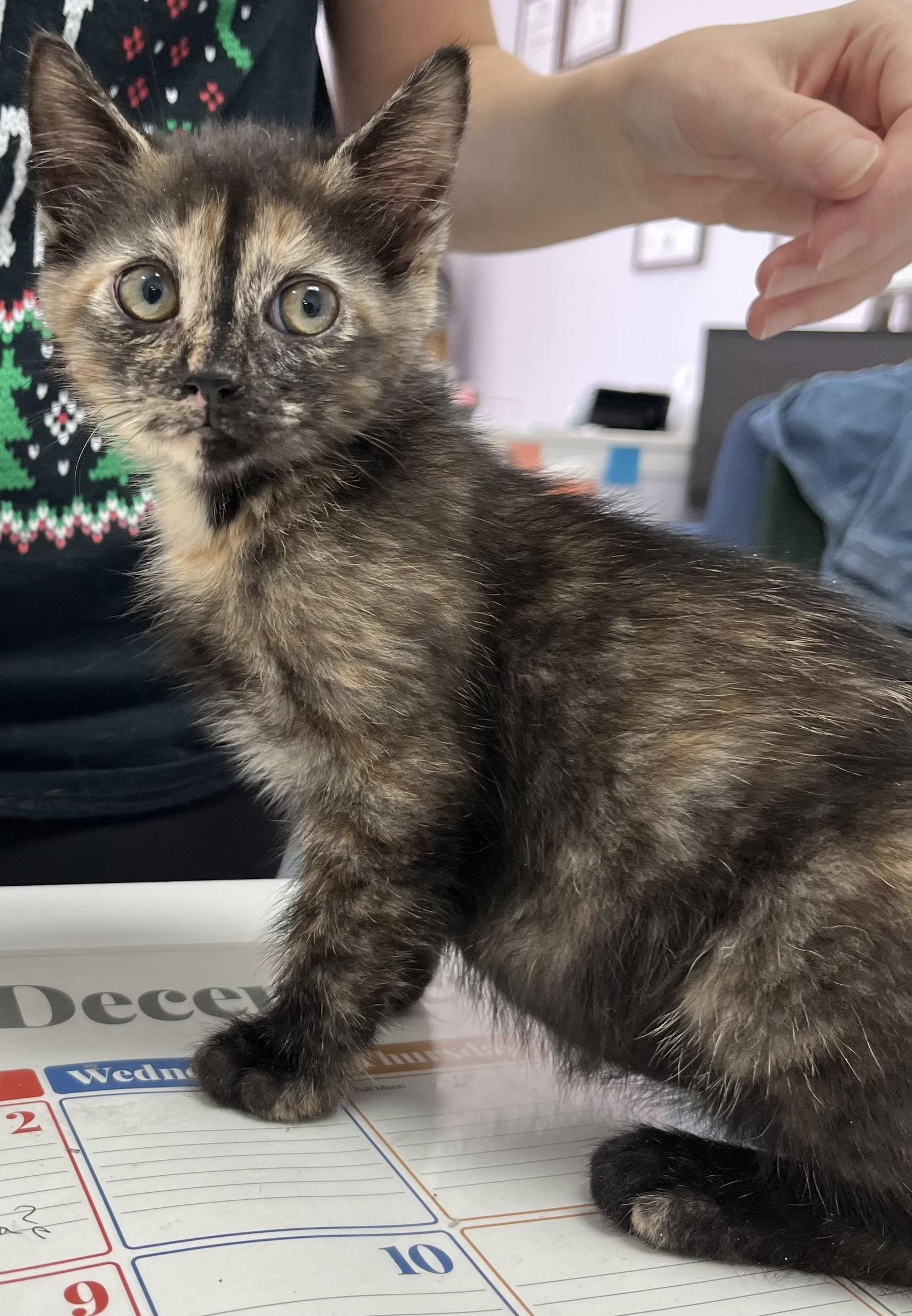 Opal, Adoptable, Kitten Female Tortoiseshell & Domestic Short Hair.