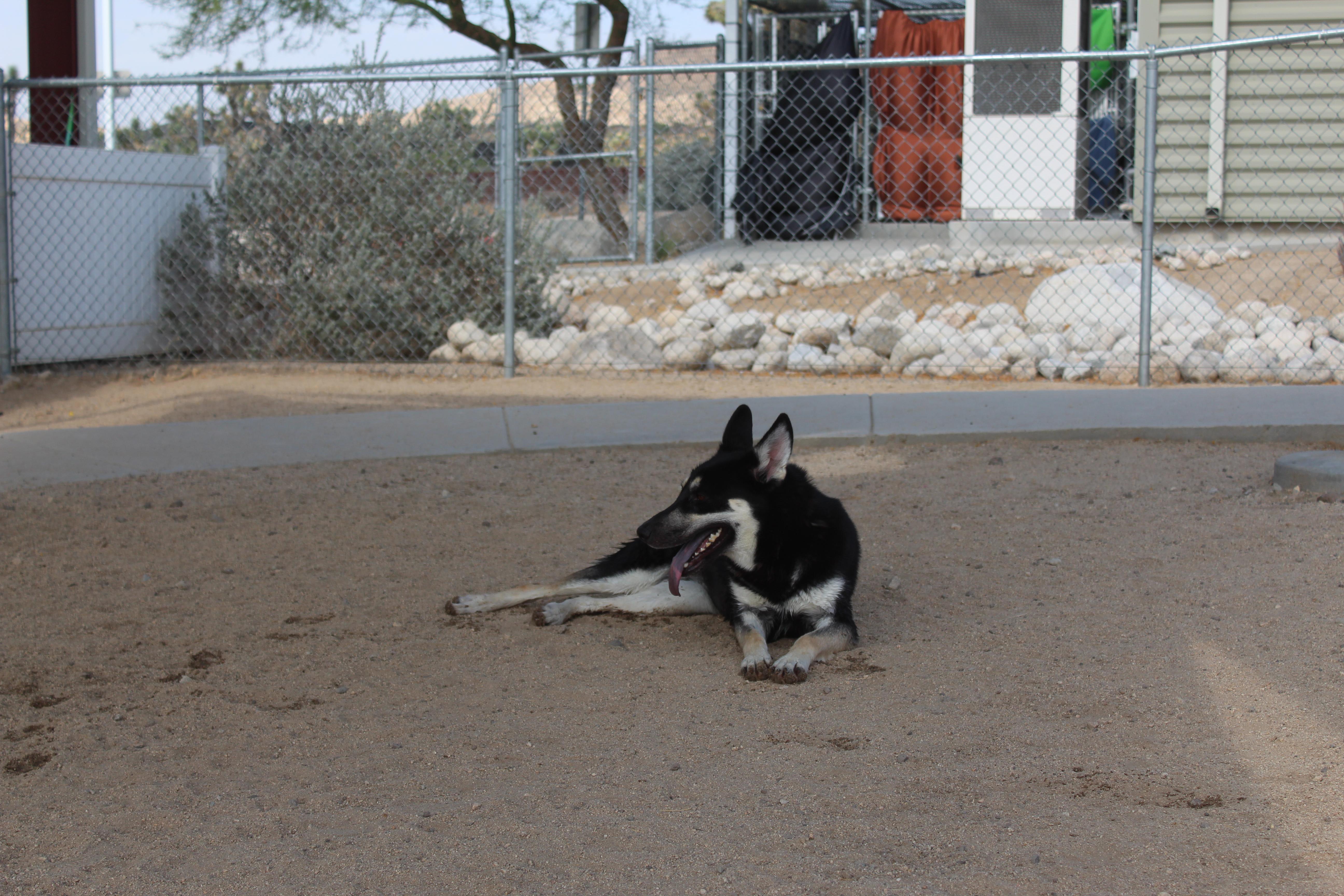 Enlarge Helga, a ADOPTABLE mixed breed in Yucca Valley, CA image 6/6