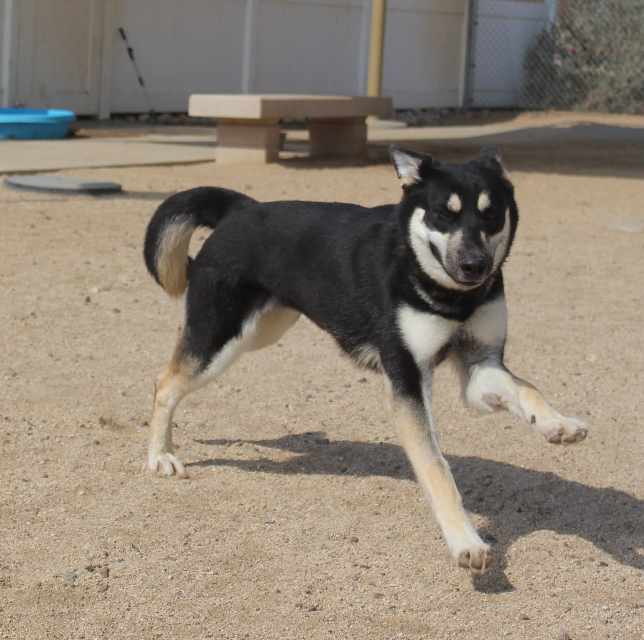 Enlarge Helga, a ADOPTABLE mixed breed in Yucca Valley, CA image 3/6