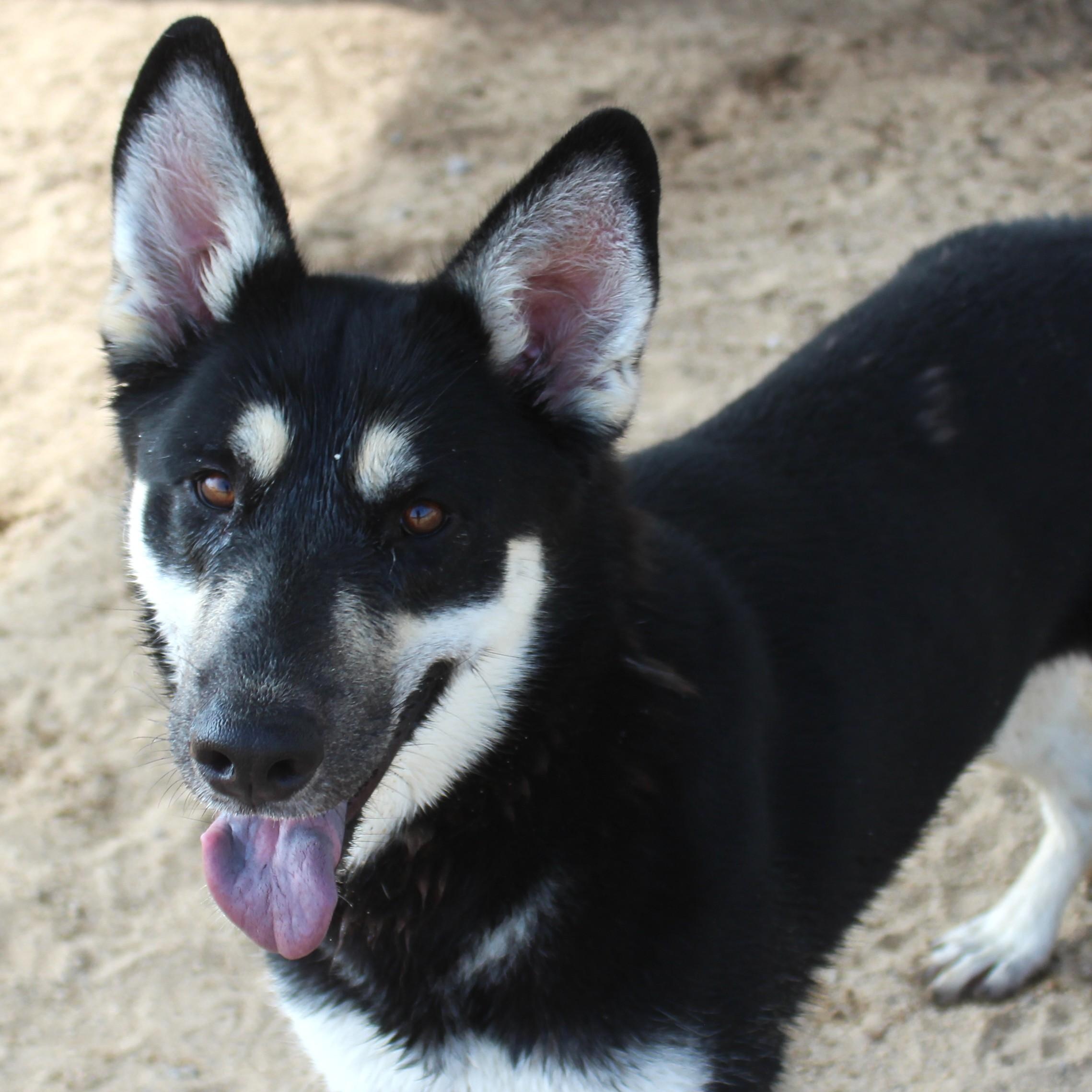 Helga, ADOPTABLE, Adult Female German Shepherd Dog & Husky.