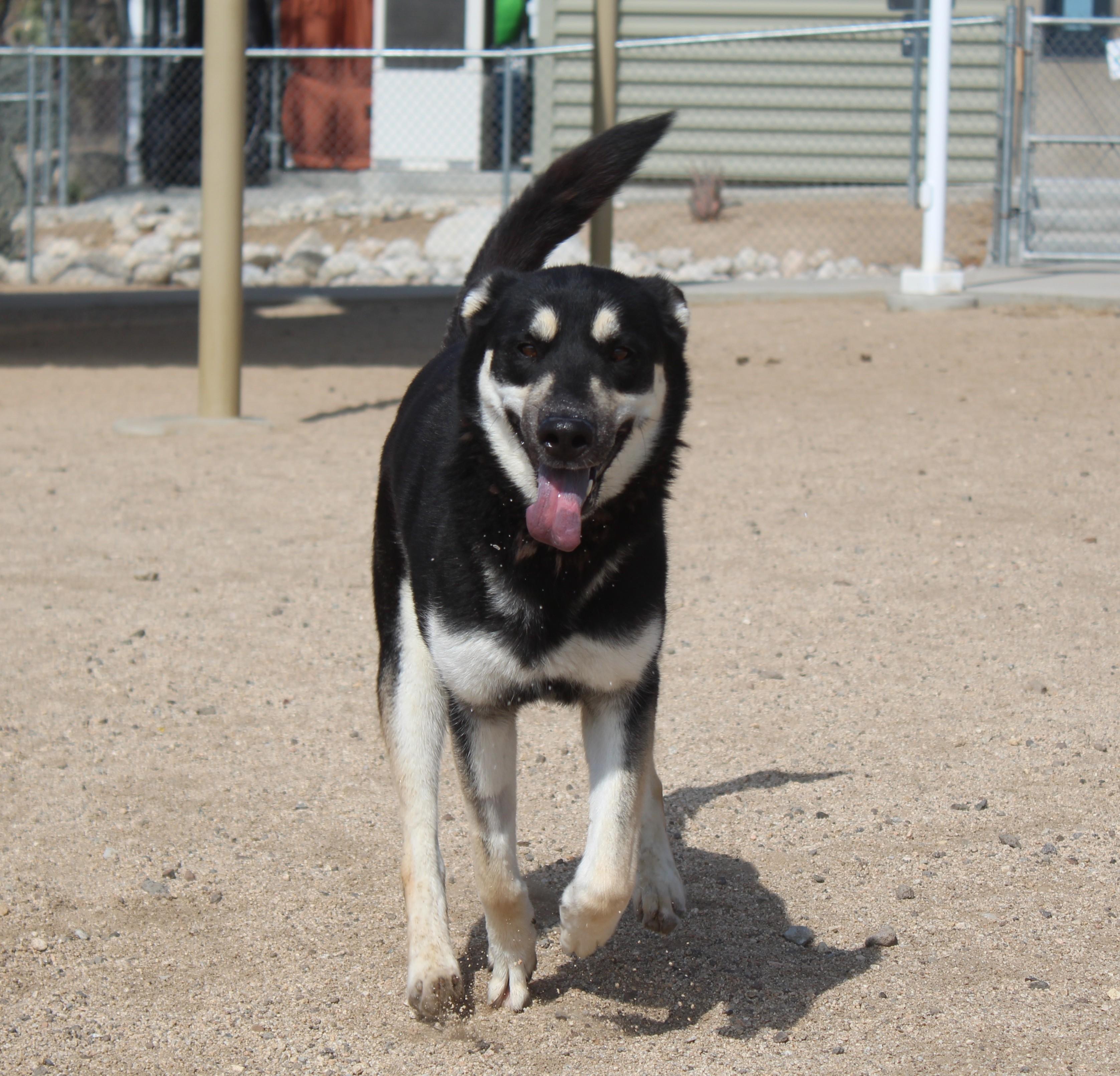 Enlarge Helga, a ADOPTABLE mixed breed in Yucca Valley, CA image 5/6