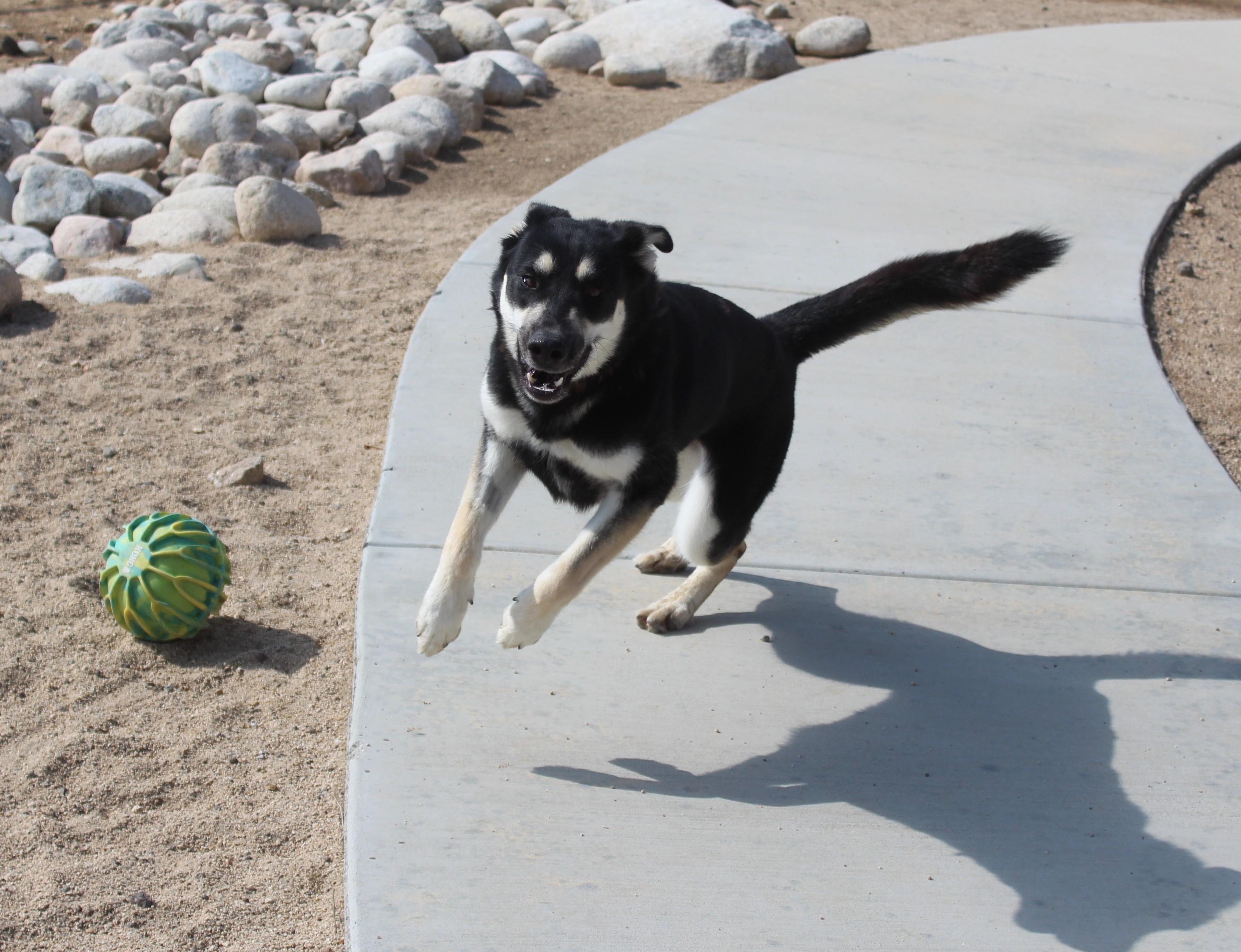 Enlarge Helga, a ADOPTABLE mixed breed in Yucca Valley, CA image 2/6
