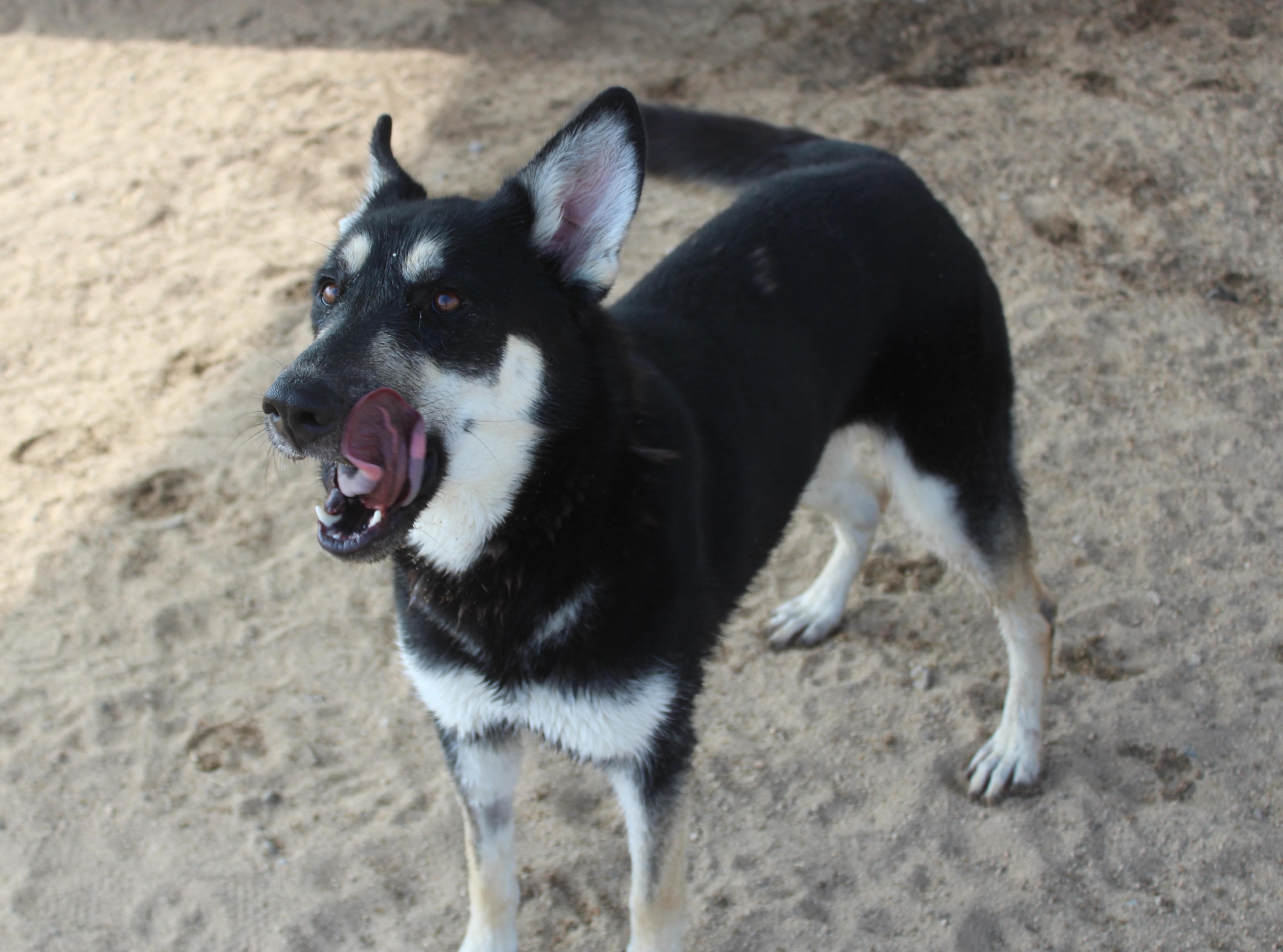 Enlarge Helga, a ADOPTABLE mixed breed in Yucca Valley, CA image 4/6