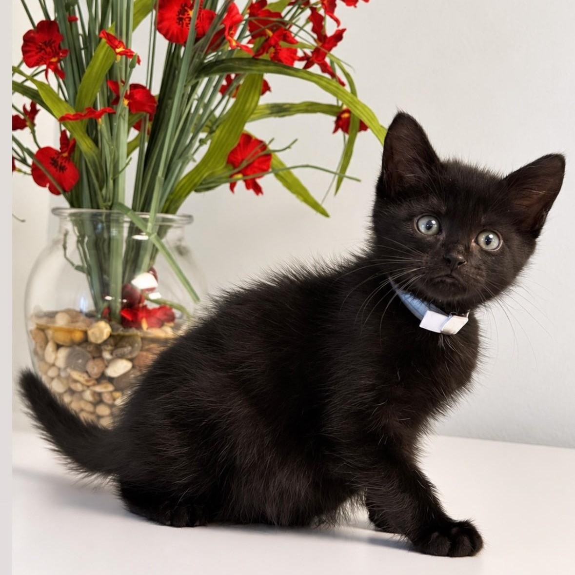 Vinny, Adopted, Young Male Domestic Short Hair.
