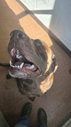 Enlarge Lambeau, a Adoptable mixed breed in Rapid City, SD image 2/3