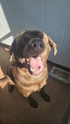 Enlarge Lambeau, a Adoptable mixed breed in Rapid City, SD image 3/3