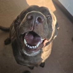 Enlarge Lambeau, a Adoptable mixed breed in Rapid City, SD image 1/3