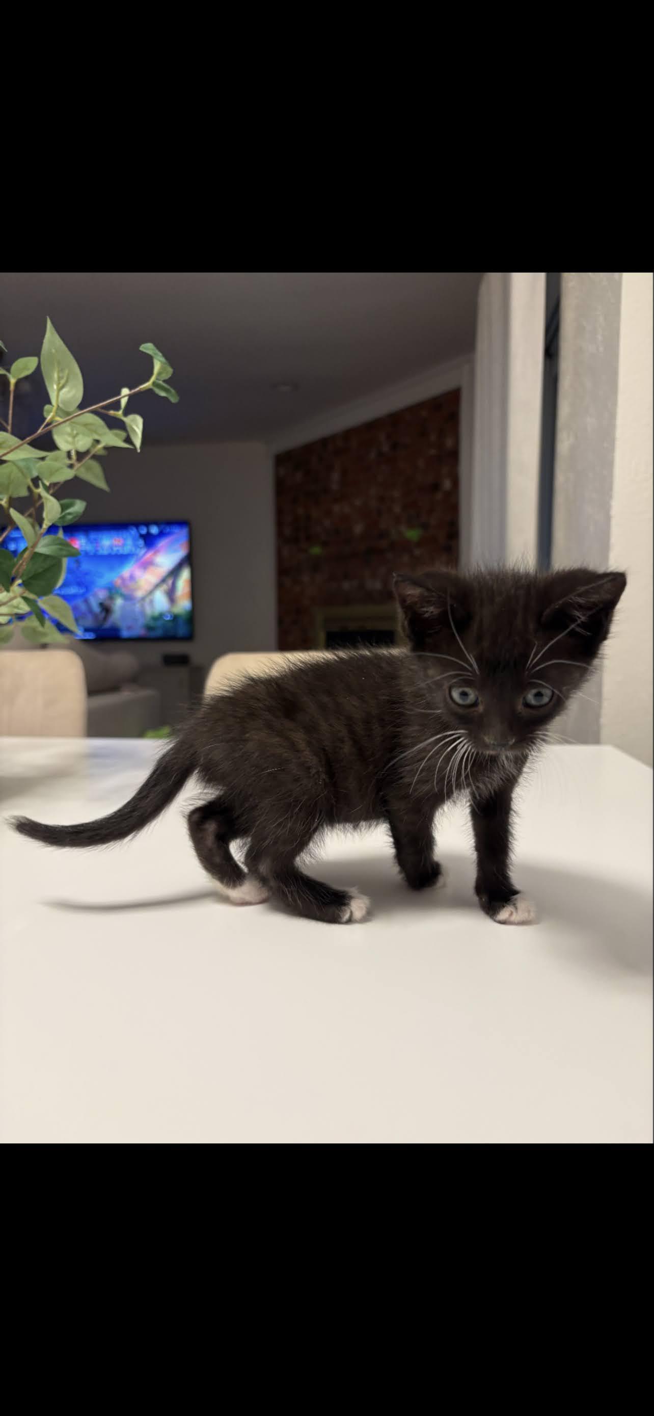 Tux, an adopted Domestic Short Hair in Arlington, TX image 2/3