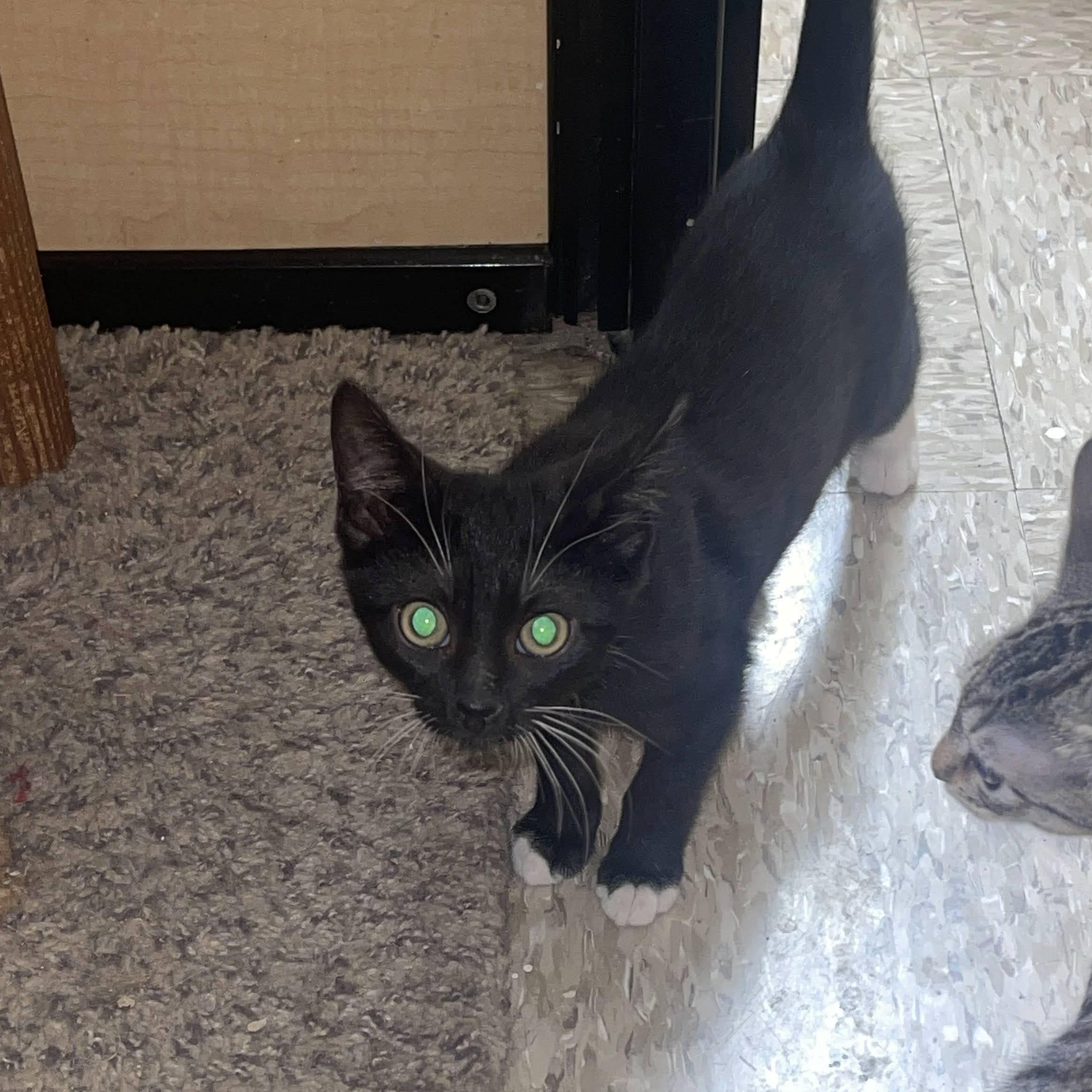 Tux, an adopted Domestic Short Hair in Arlington, TX image 3/3