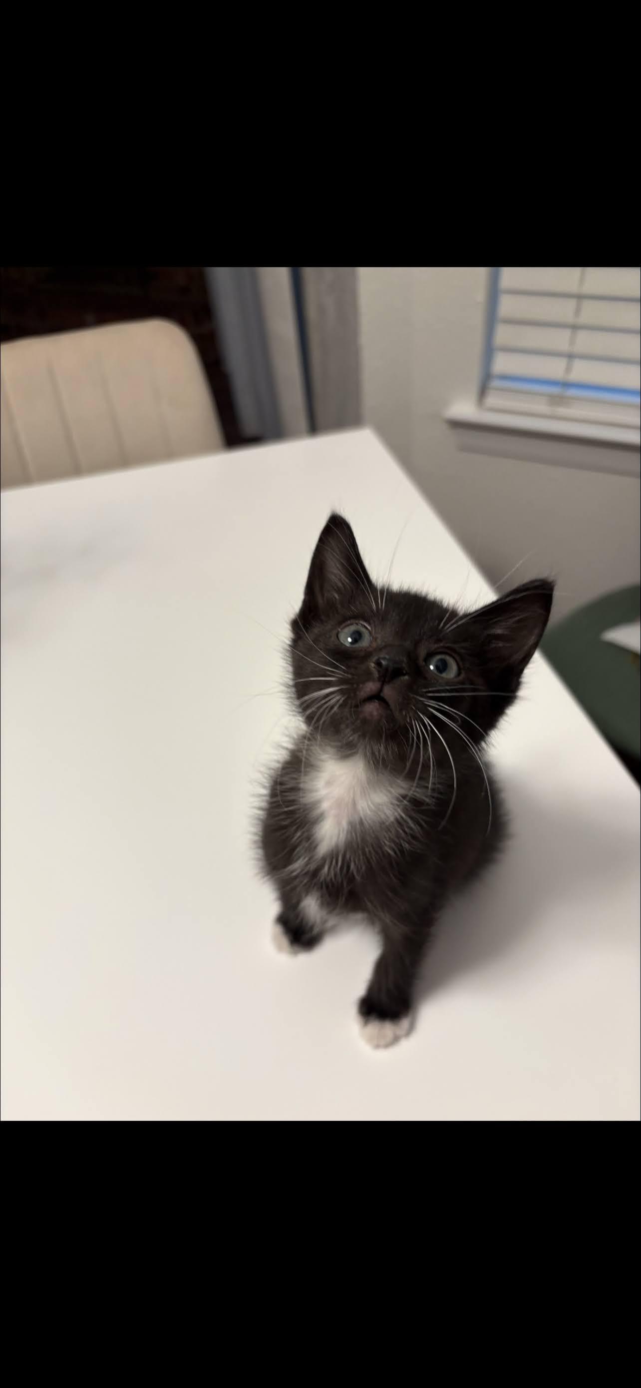 Tux, adopted, Kitten Male Domestic Short Hair.