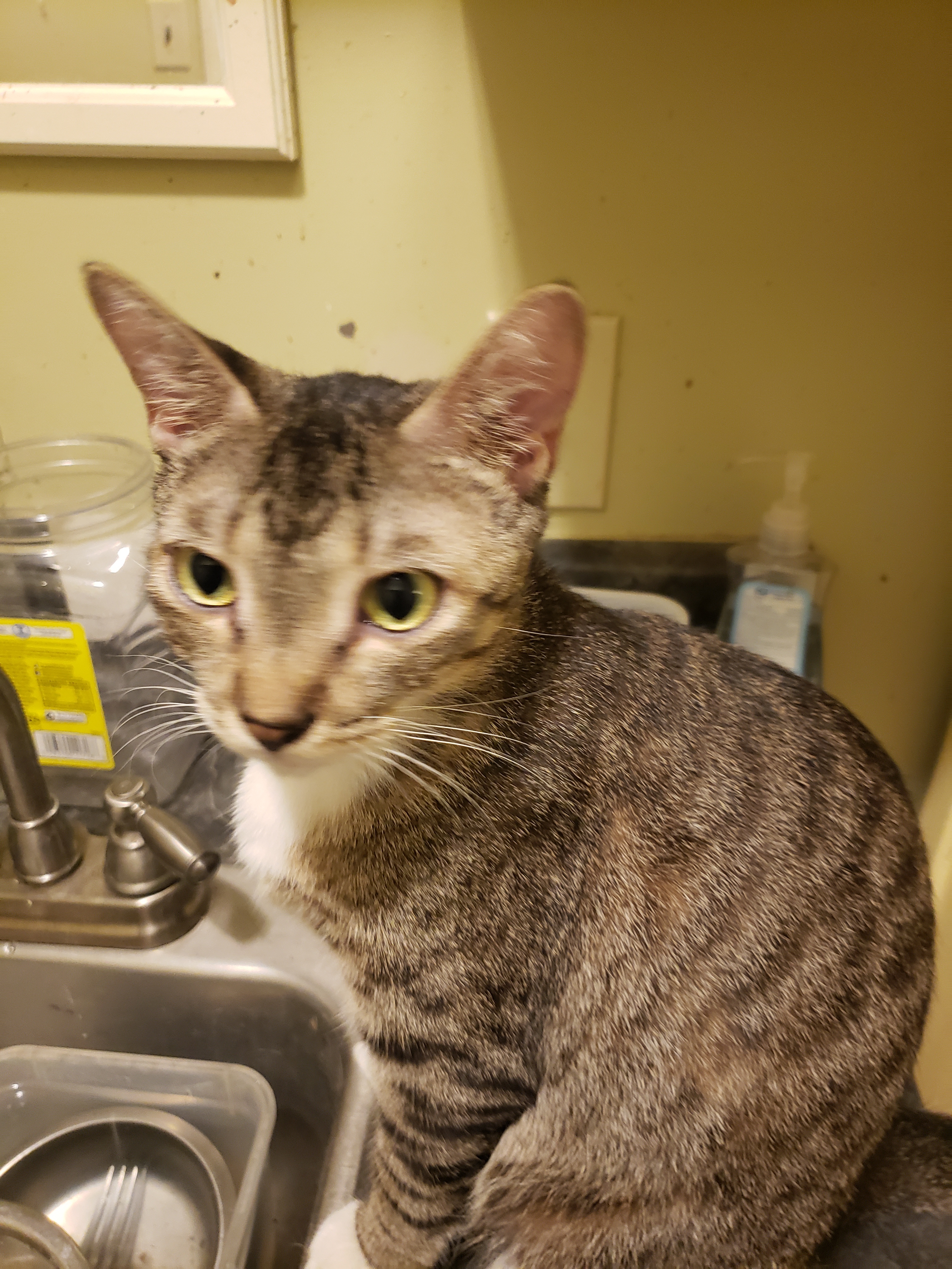 CJ, Adult Female unknown