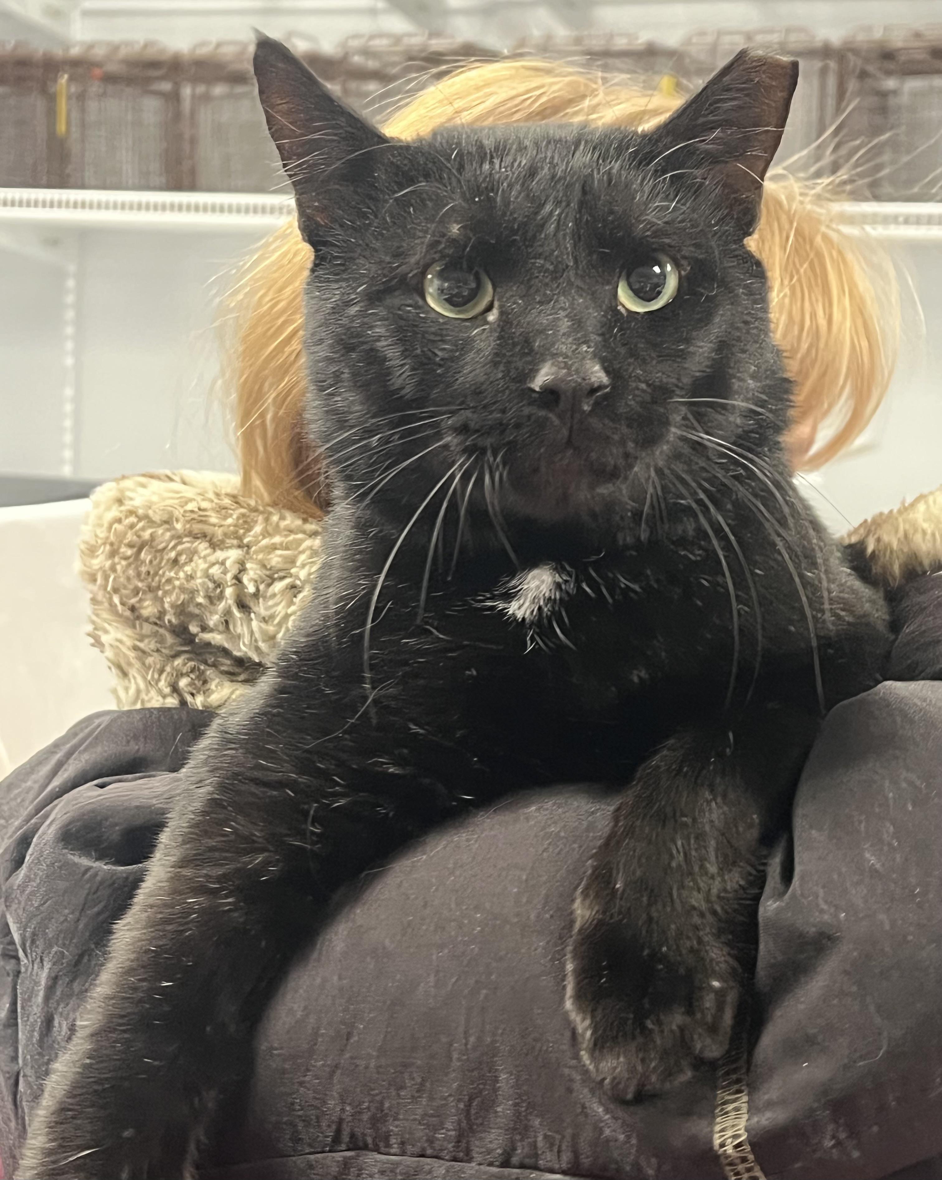 Enlarge Papi, a ADOPTABLE Domestic Short Hair in Johnston, RI image 4/6