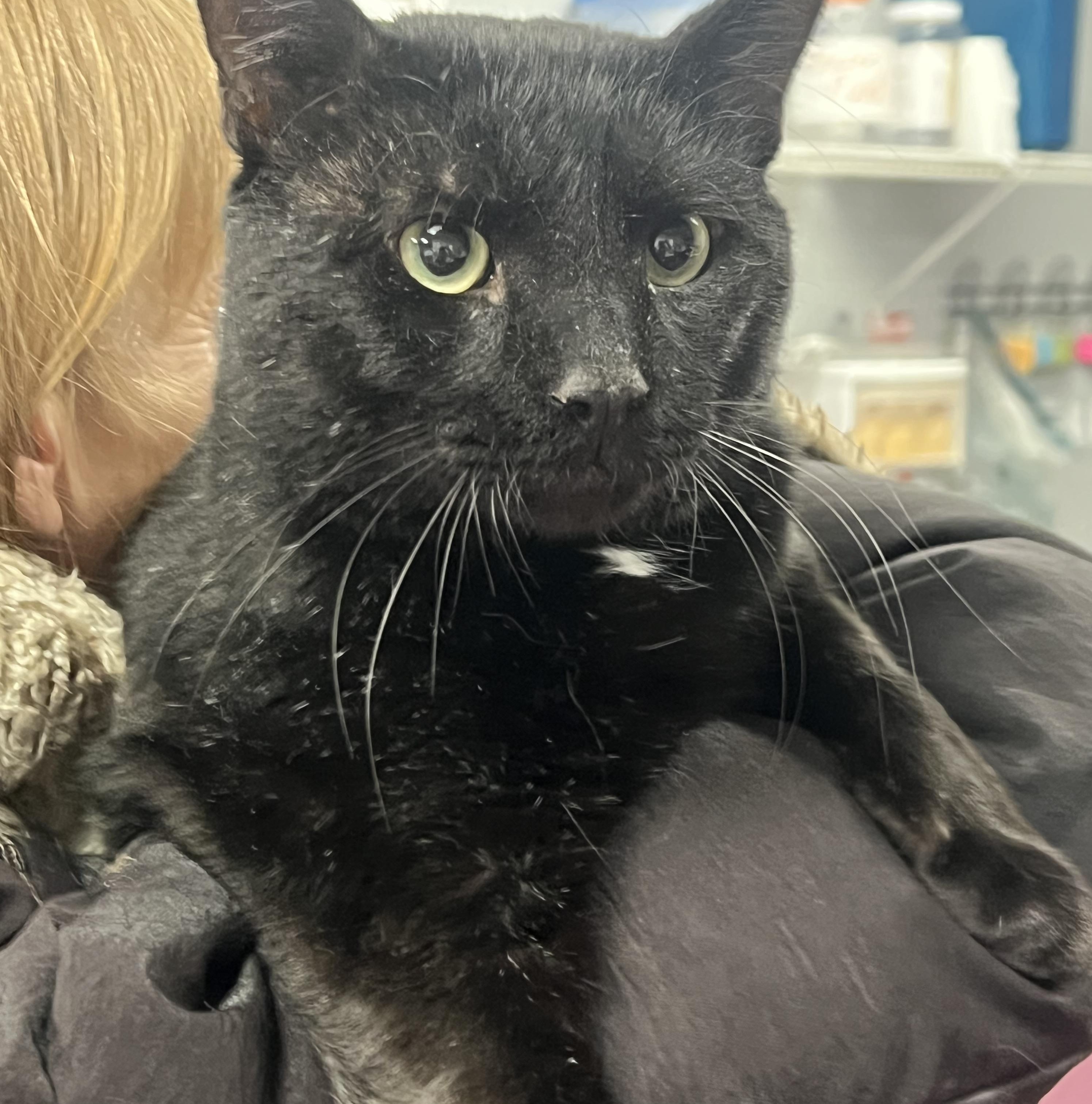 Enlarge Papi, a ADOPTABLE Domestic Short Hair in Johnston, RI image 6/6