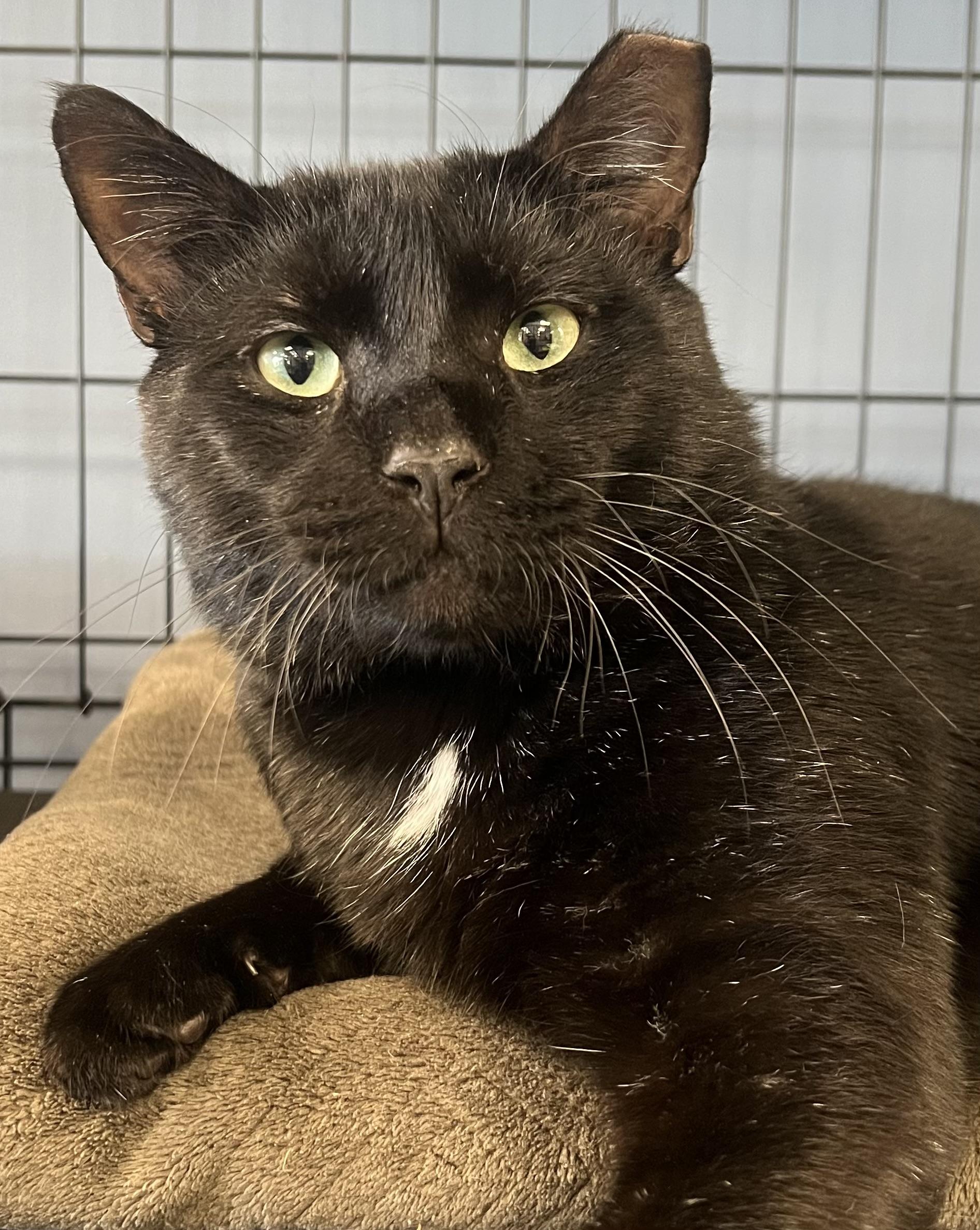 Enlarge Papi, a ADOPTABLE Domestic Short Hair in Johnston, RI image 2/6