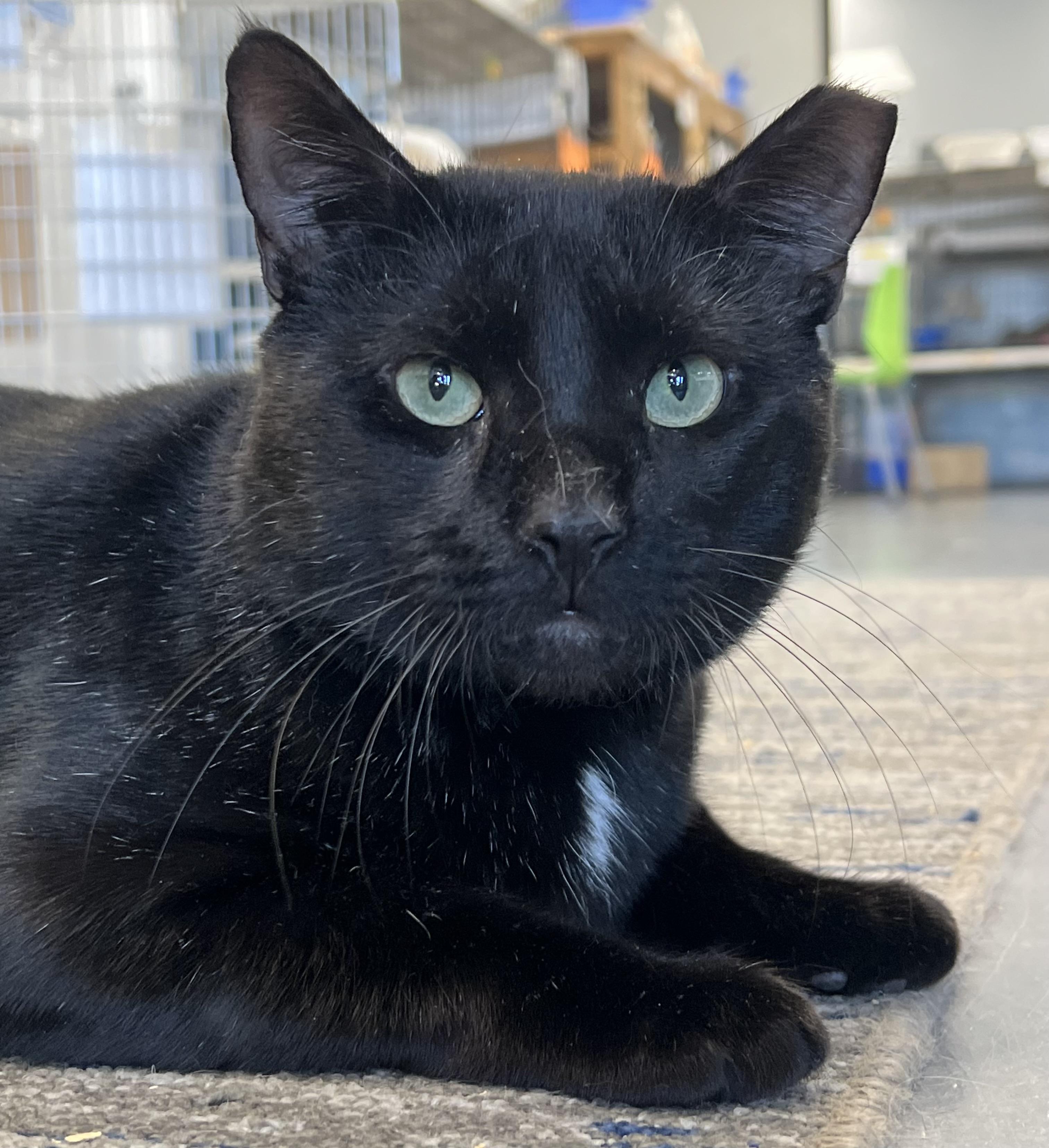 Enlarge Papi, a ADOPTABLE Domestic Short Hair in Johnston, RI image 1/6