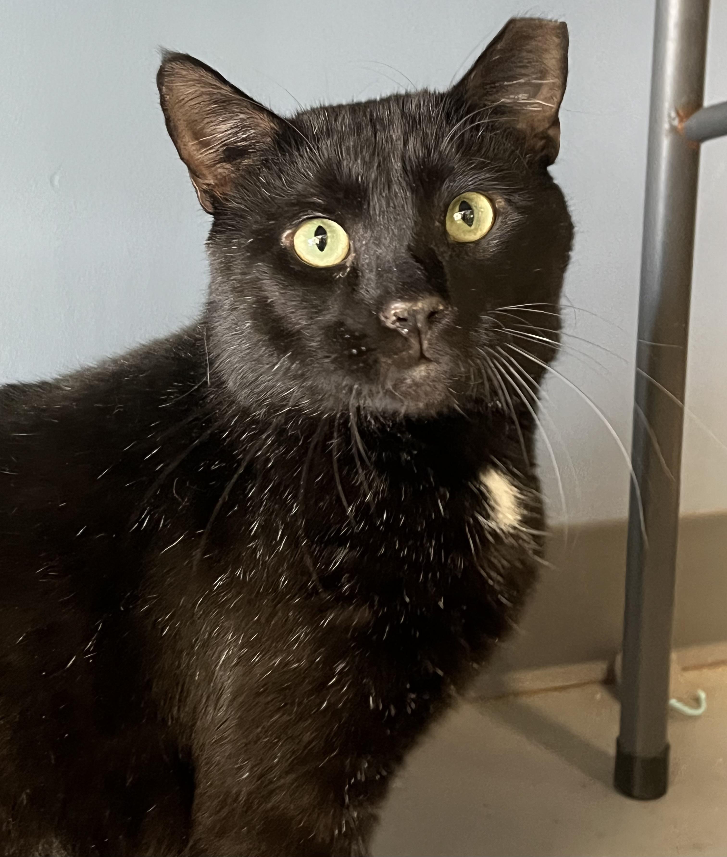 Enlarge Papi, a ADOPTABLE Domestic Short Hair in Johnston, RI image 5/6