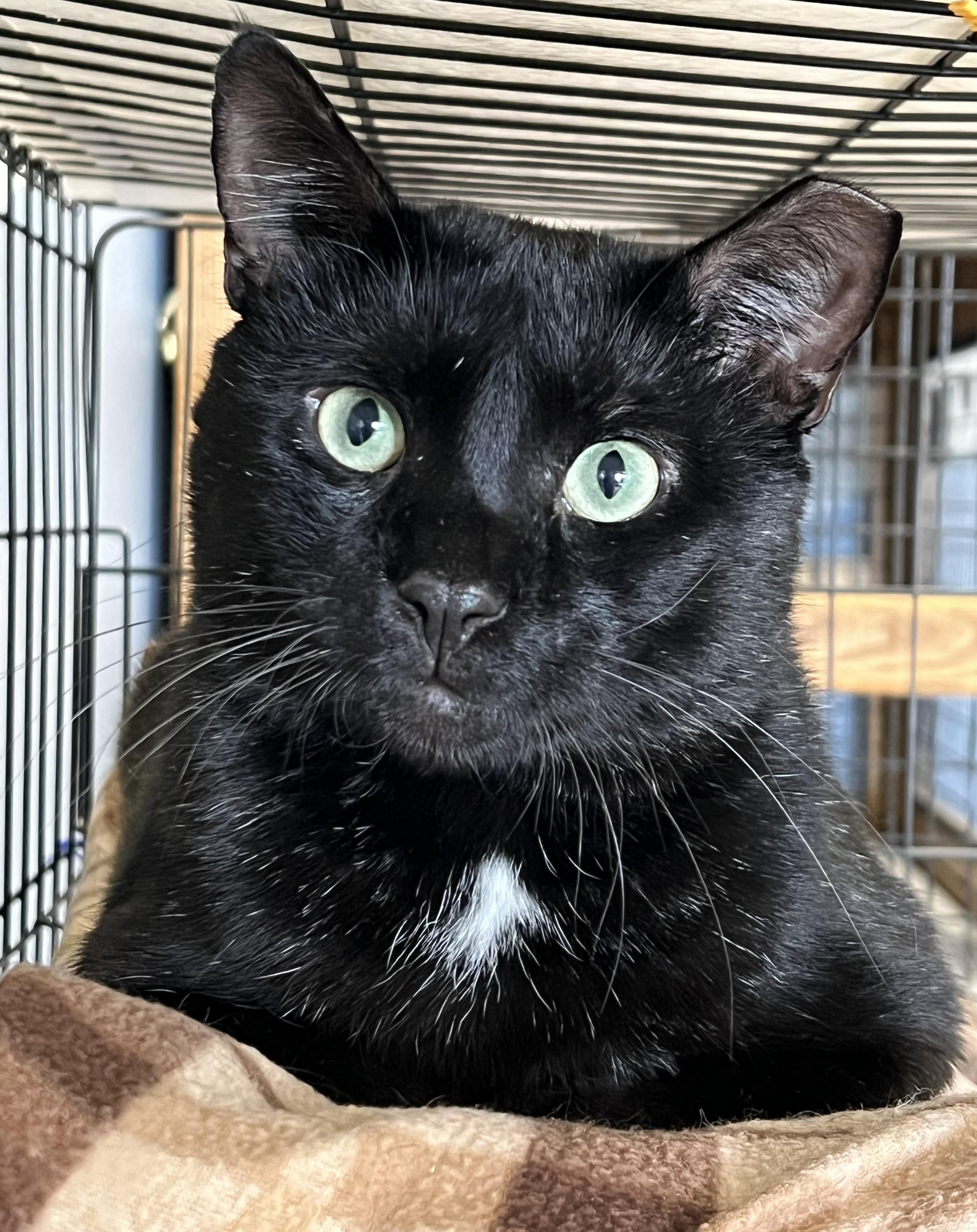 Papi, ADOPTABLE, Adult Male Domestic Short Hair.