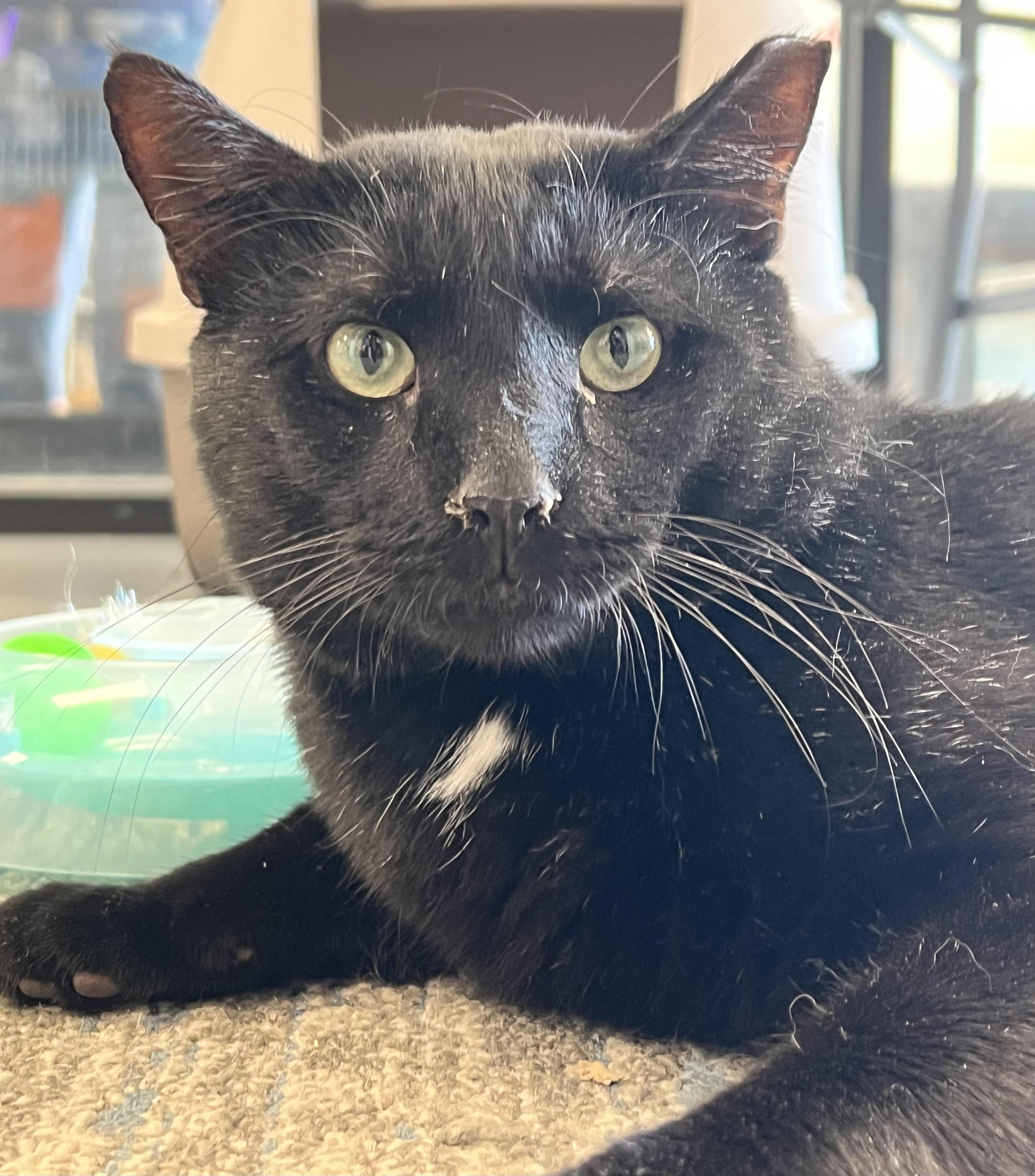 Enlarge Papi, a ADOPTABLE Domestic Short Hair in Johnston, RI image 3/6