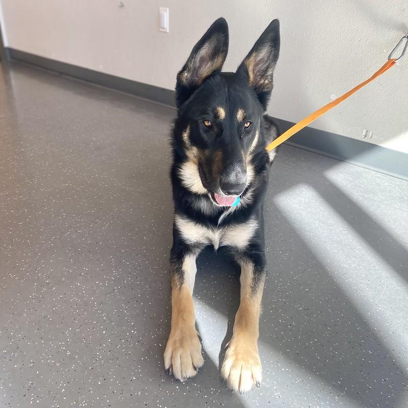 Enlarge Timber, a ADOPTABLE Mixed Breed in Truckee, CA image 3/4