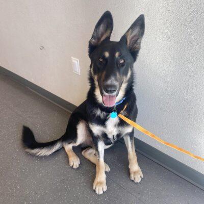 Enlarge Timber, a ADOPTABLE Mixed Breed in Truckee, CA image 4/4