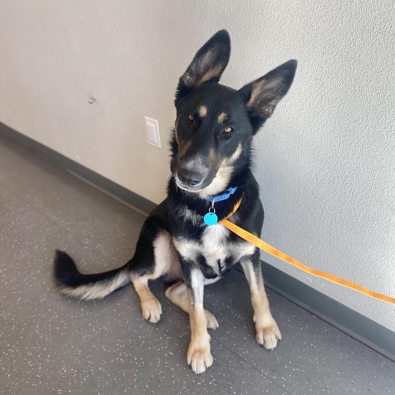 Enlarge Timber, a ADOPTABLE Mixed Breed in Truckee, CA image 2/4