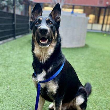 Enlarge Timber, a ADOPTABLE Mixed Breed in Truckee, CA image 1/4