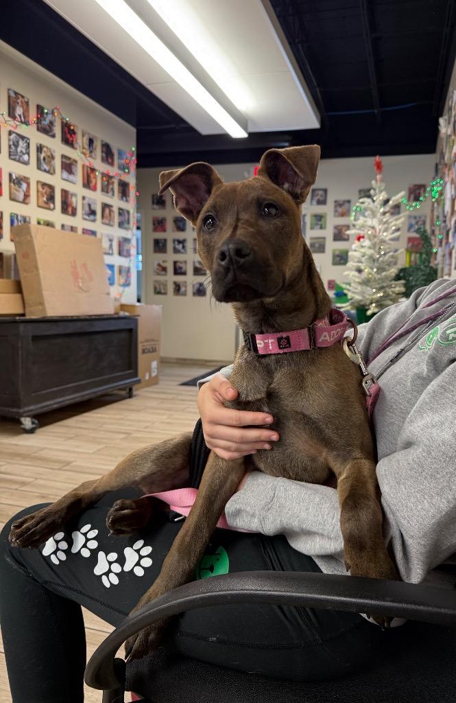 Enlarge Bambi, a Adoptable mixed breed in North Syracuse, NY image 1/2
