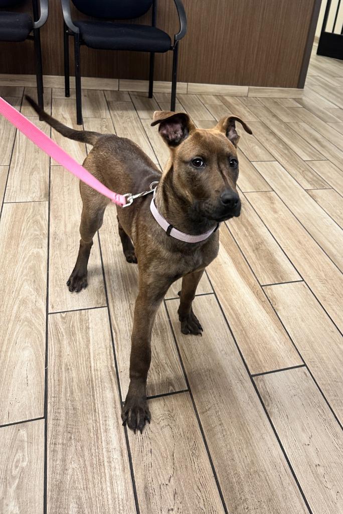 Enlarge Bambi, a Adoptable mixed breed in North Syracuse, NY image 2/2