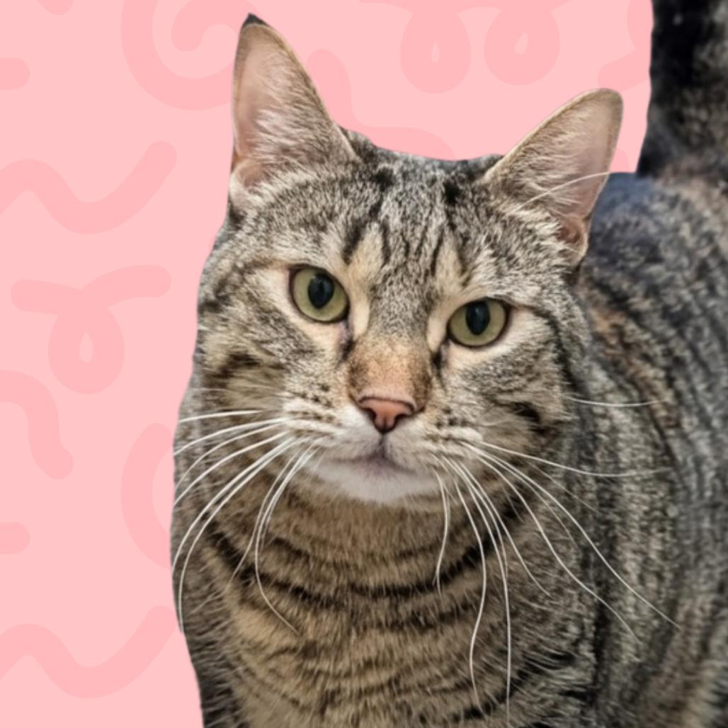 Kitty, Adoptable, Adult Female Domestic Short Hair.