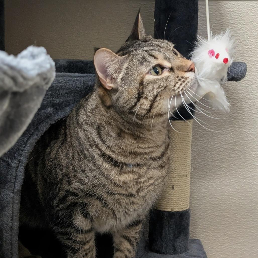 Enlarge Kitty, a Adoptable Domestic Short Hair in Reno, NV image 2/4