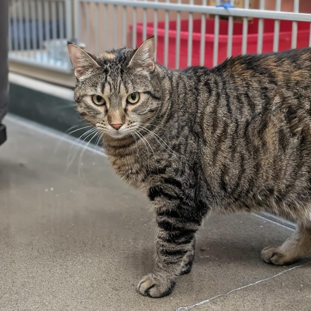 Enlarge Kitty, a Adoptable Domestic Short Hair in Reno, NV image 3/4