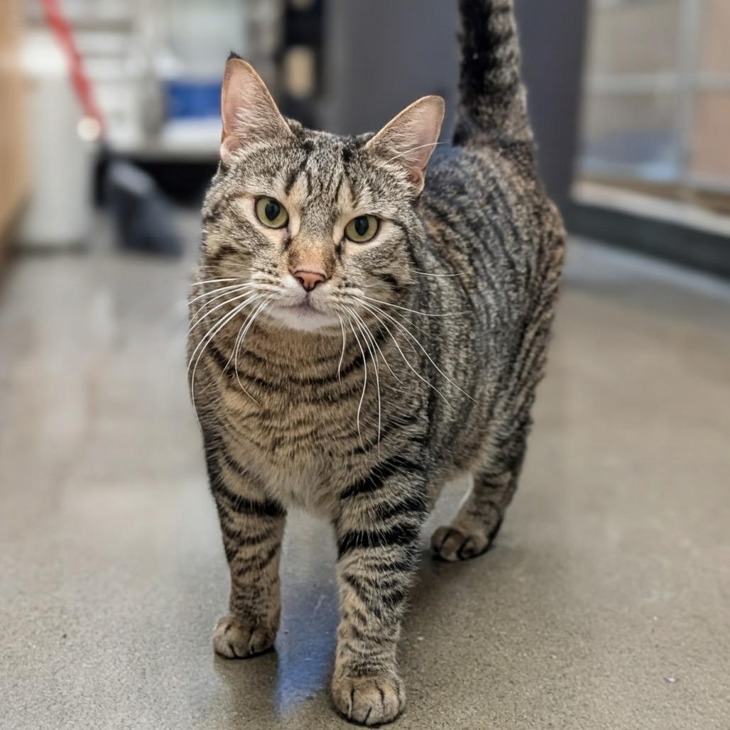 Enlarge Kitty, a Adoptable Domestic Short Hair in Reno, NV image 4/4