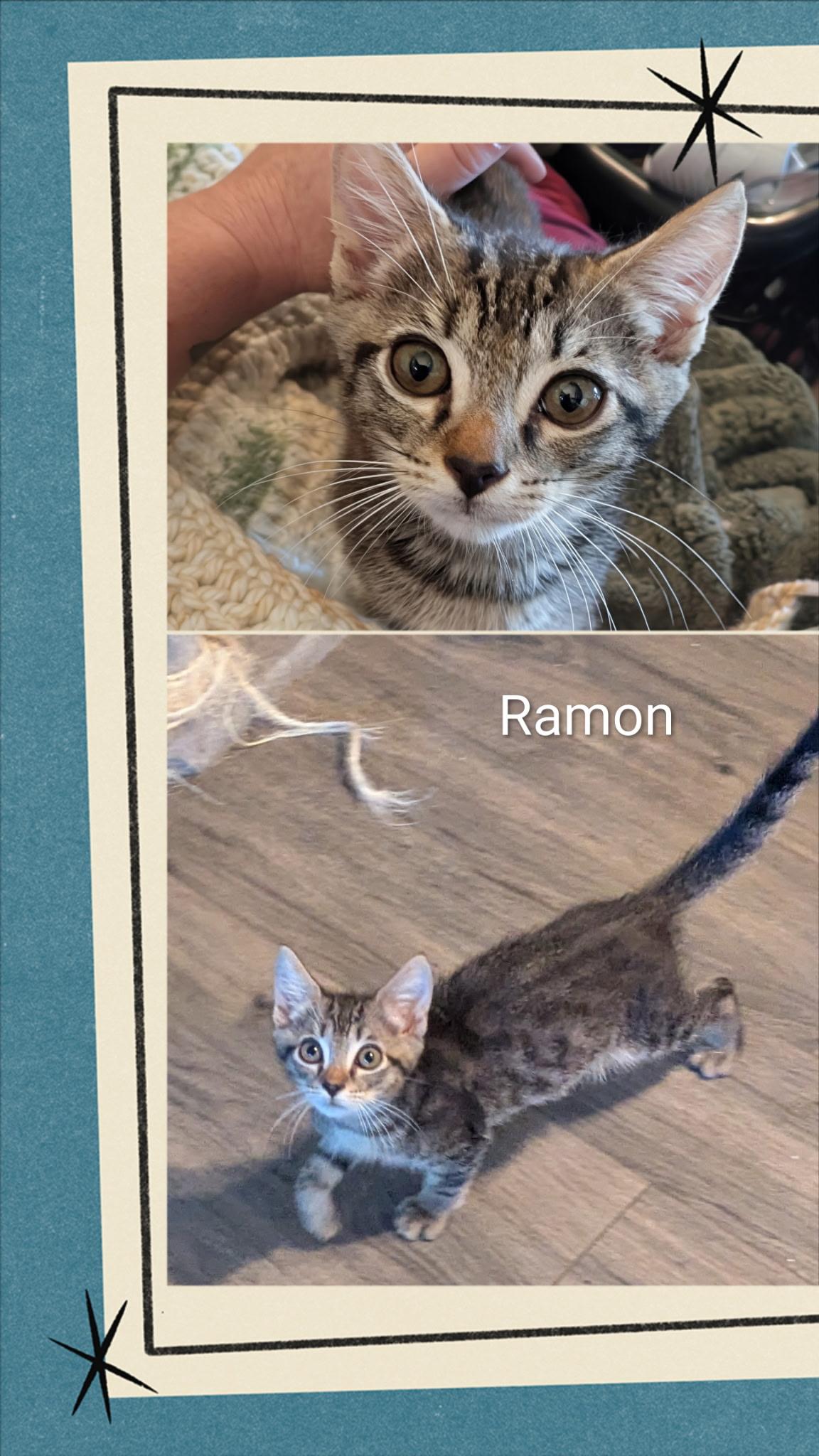 Ramon, adopted, Kitten Male Tabby.