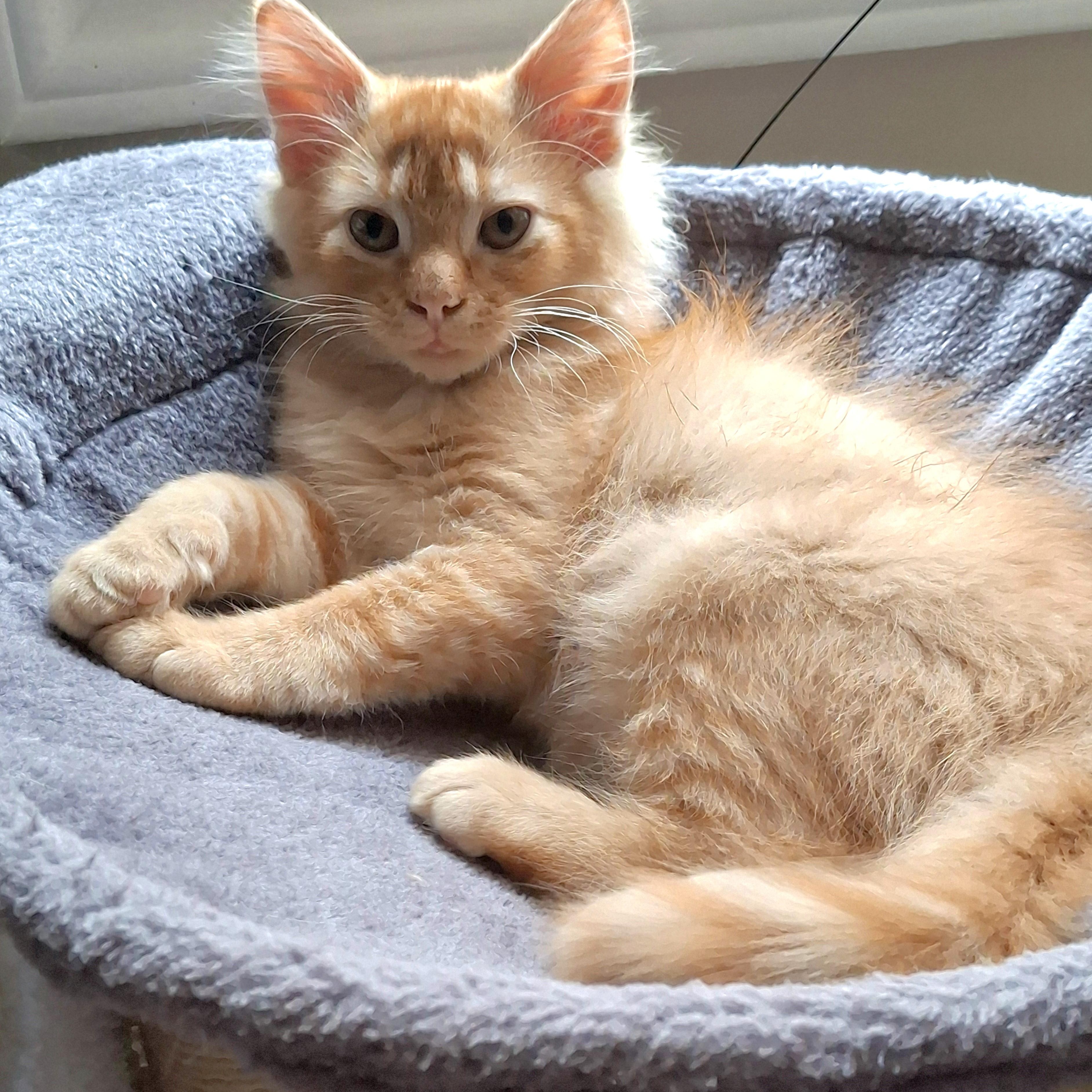 Enlarge Finnick, an adopted Domestic Medium Hair in Apex, NC image 3/6