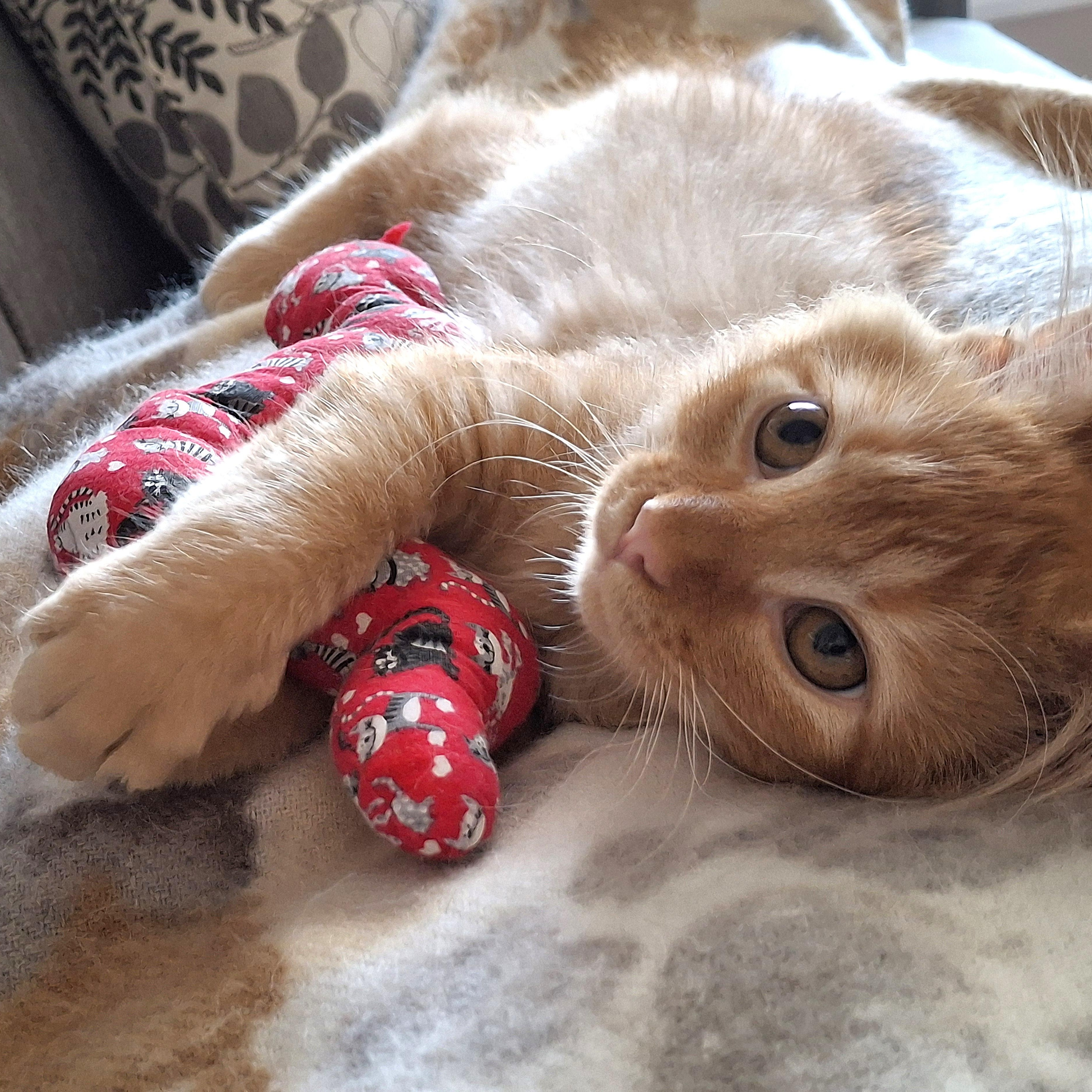 Enlarge Finnick, an adopted Domestic Medium Hair in Apex, NC image 2/6