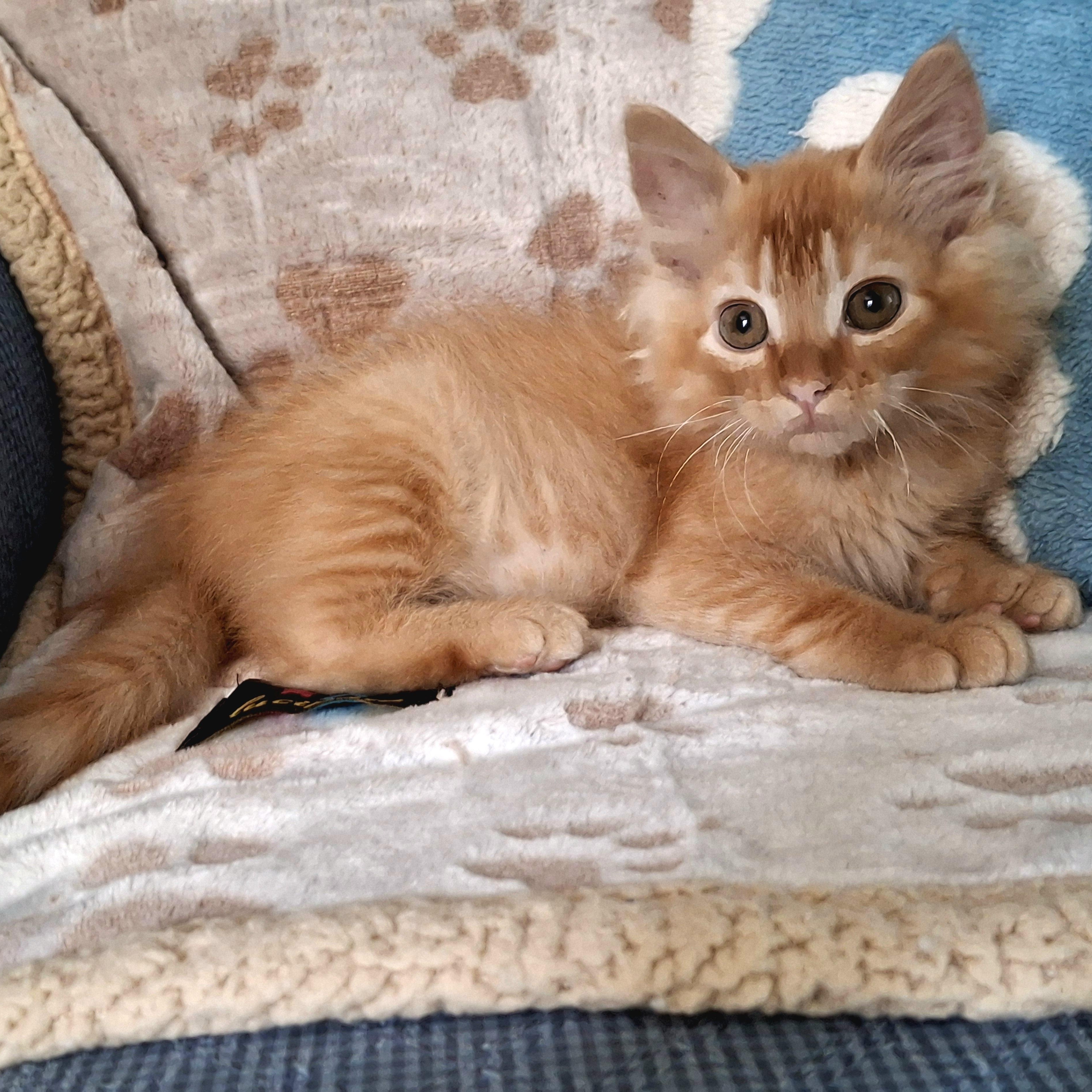 Enlarge Finnick, an adopted Domestic Medium Hair in Apex, NC image 5/6