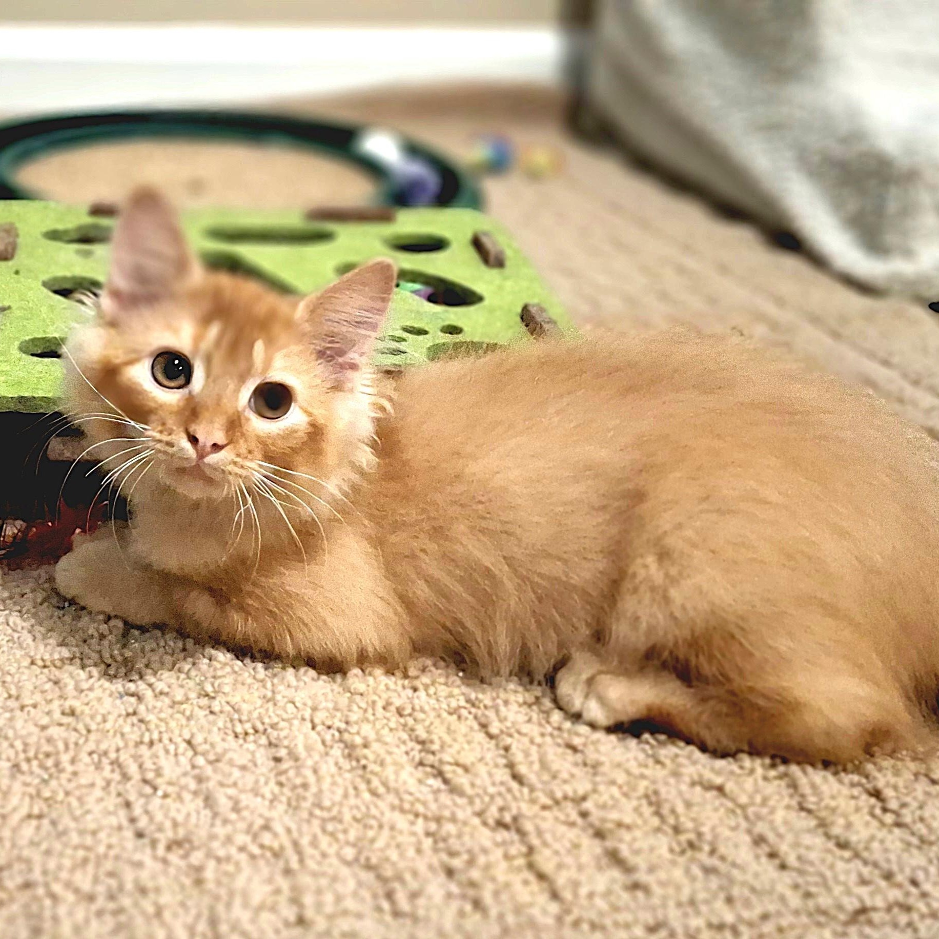 Finnick, adopted, Kitten Male Domestic Medium Hair.