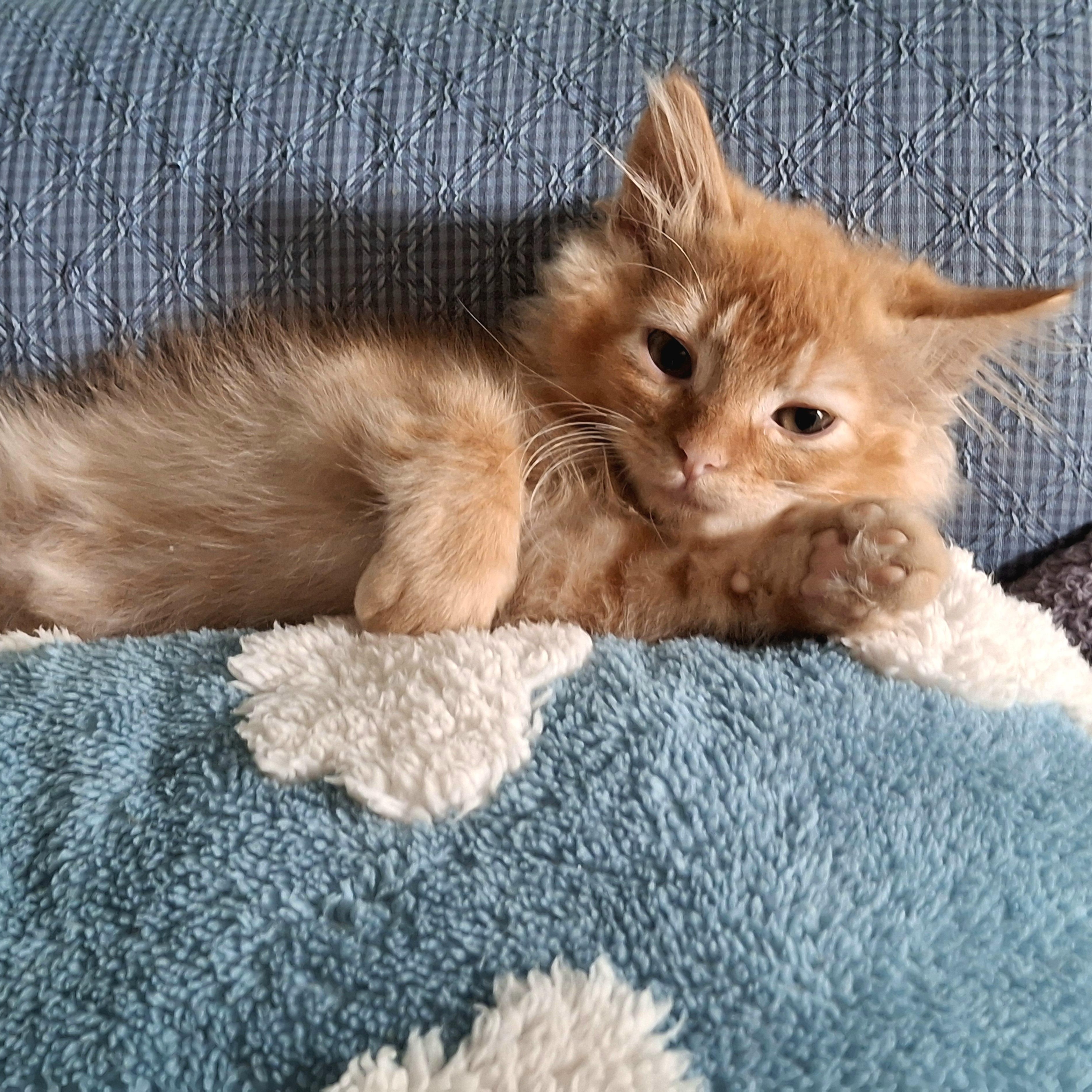 Enlarge Finnick, an adopted Domestic Medium Hair in Apex, NC image 6/6