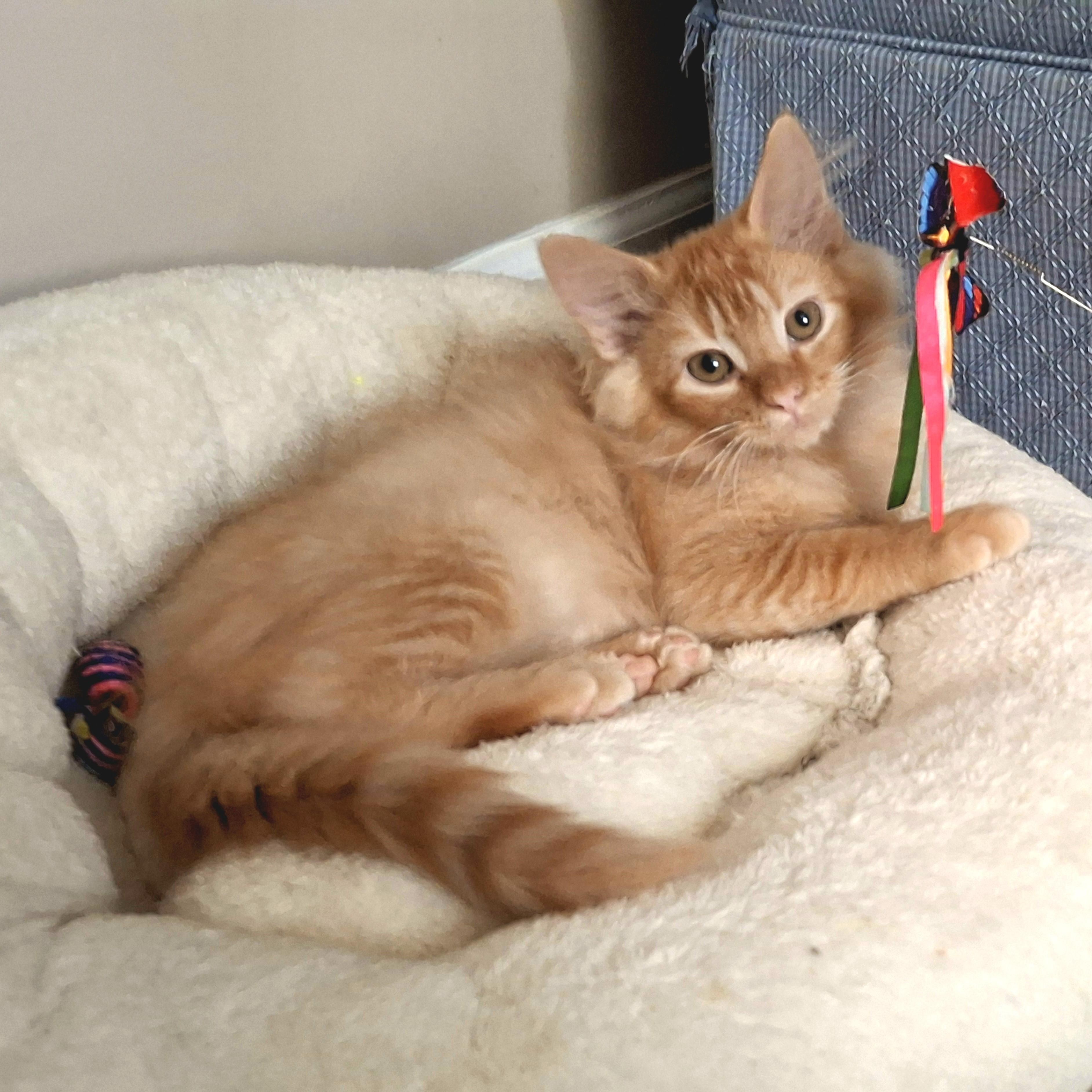 Enlarge Finnick, an adopted Domestic Medium Hair in Apex, NC image 4/6
