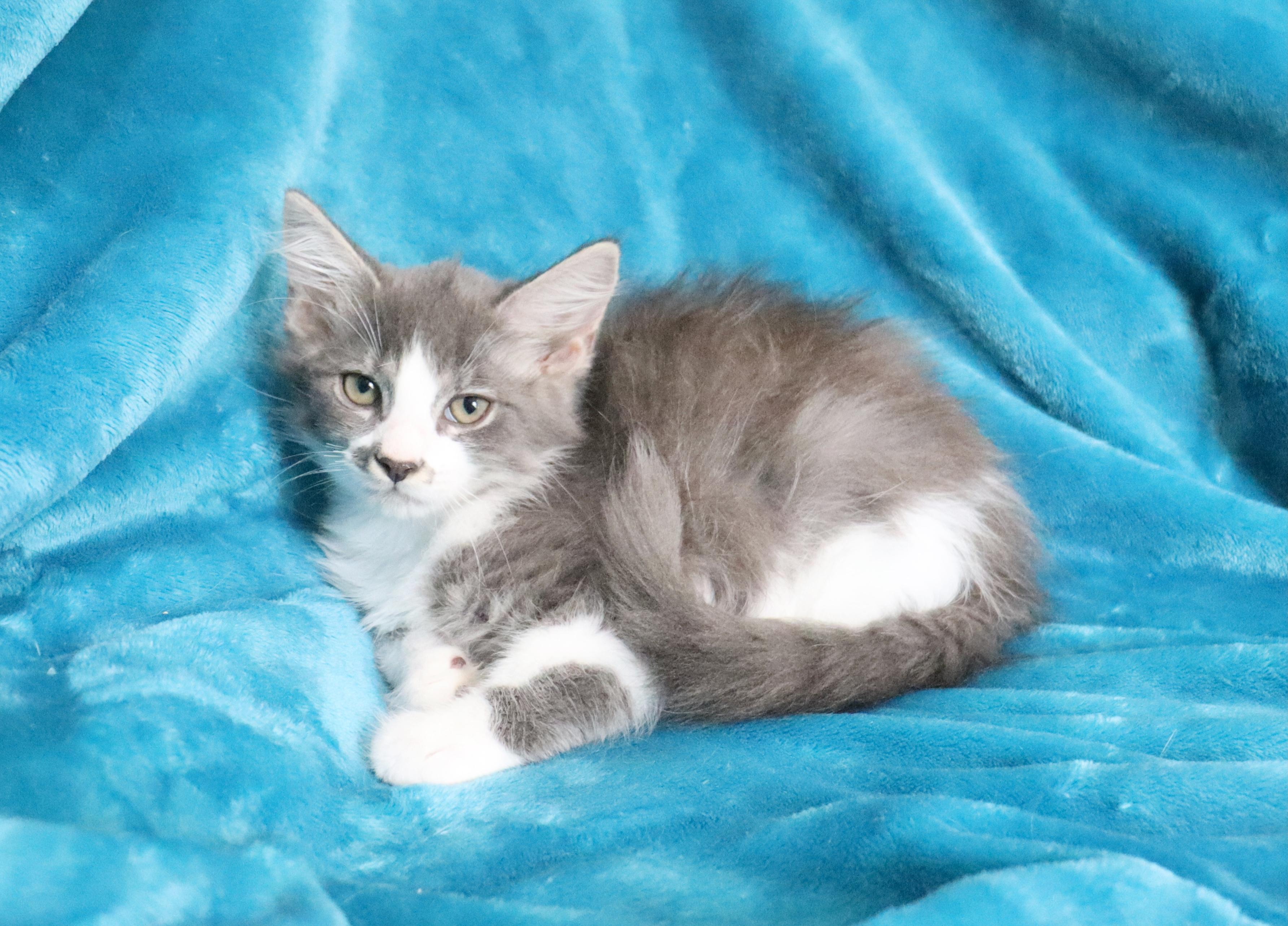 Blake, an adopted mixed breed in Saint Augustine, FL image 5/5