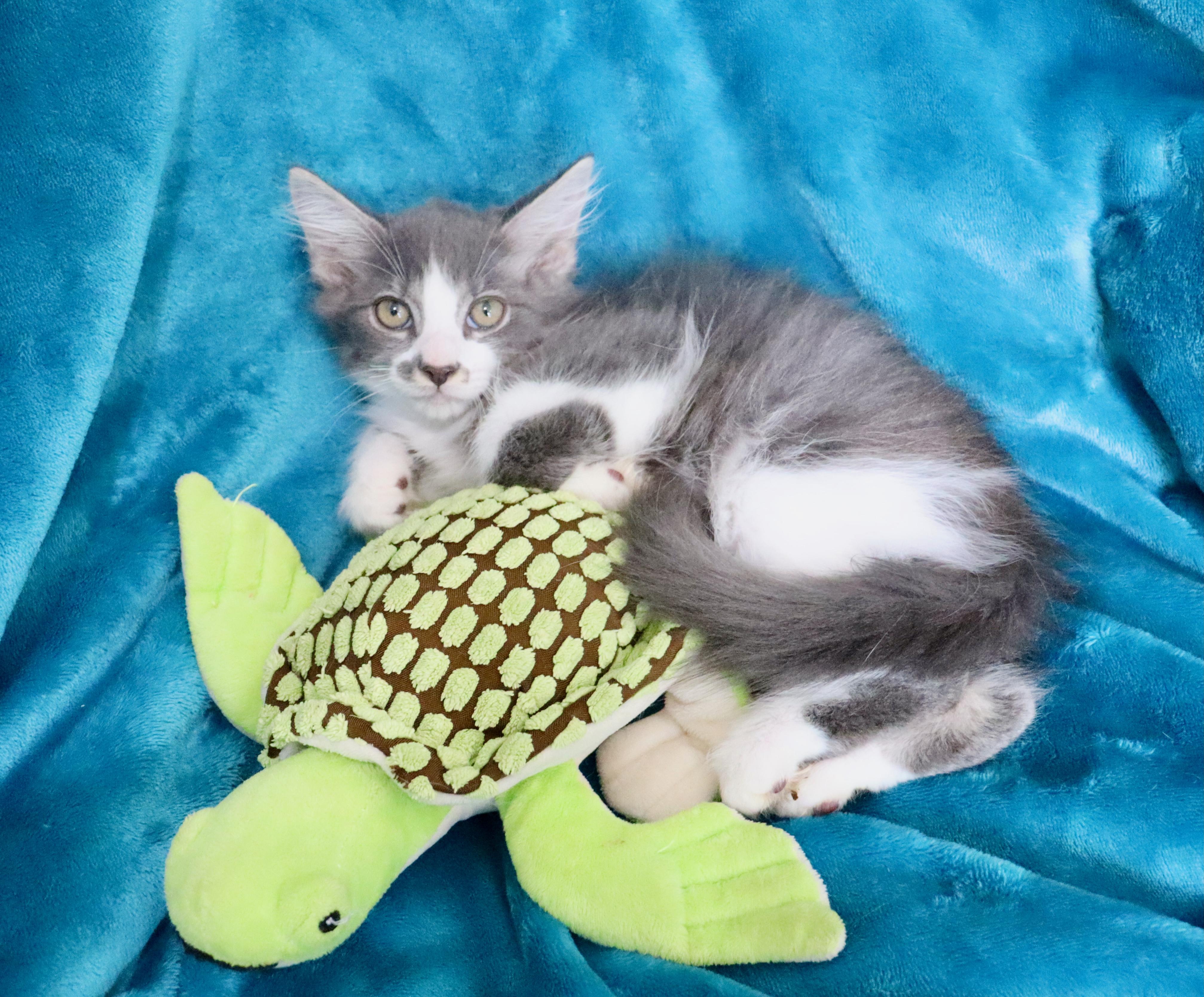 Blake, an adopted mixed breed in Saint Augustine, FL image 3/5