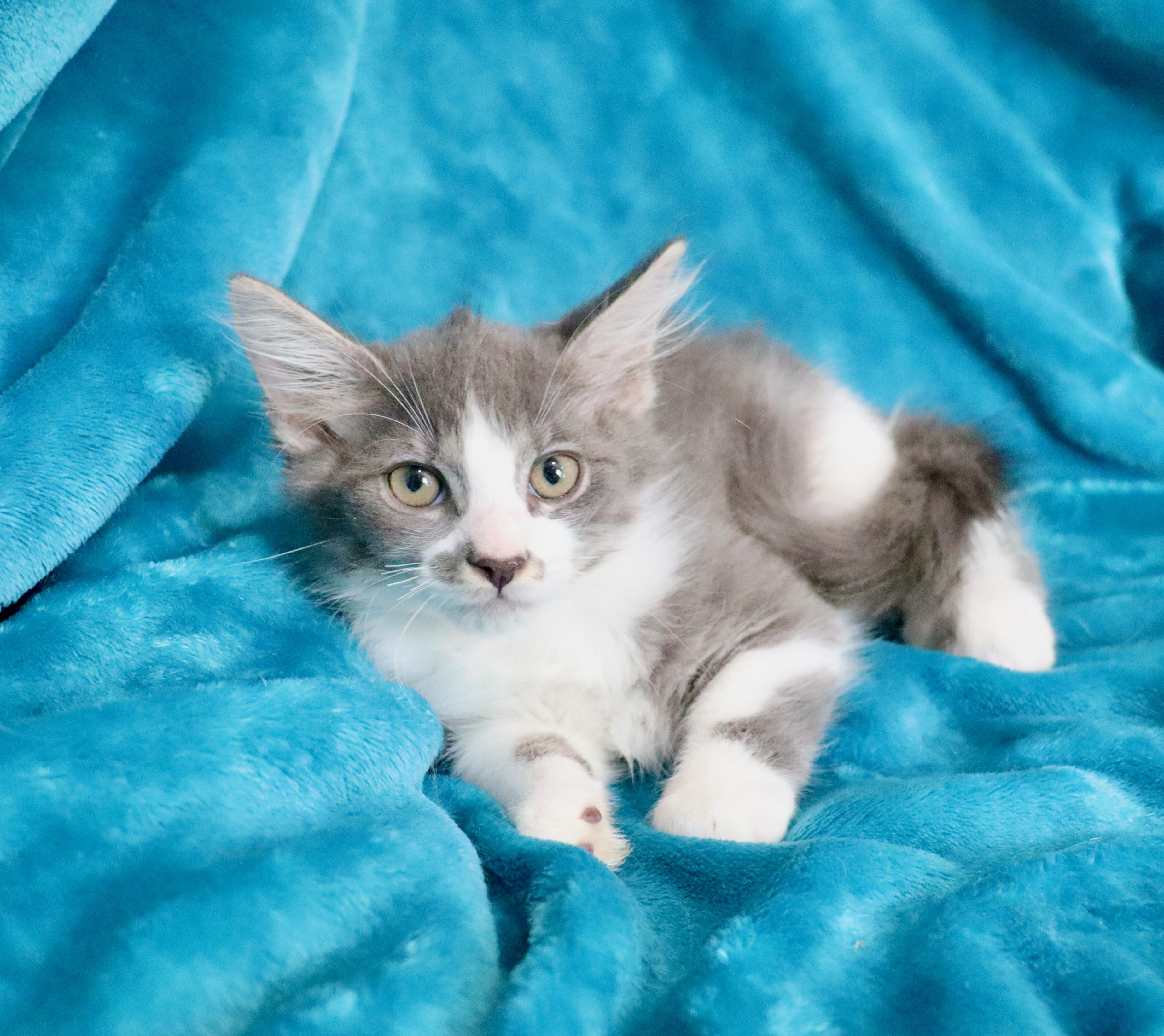 Blake, an adopted mixed breed in Saint Augustine, FL image 4/5
