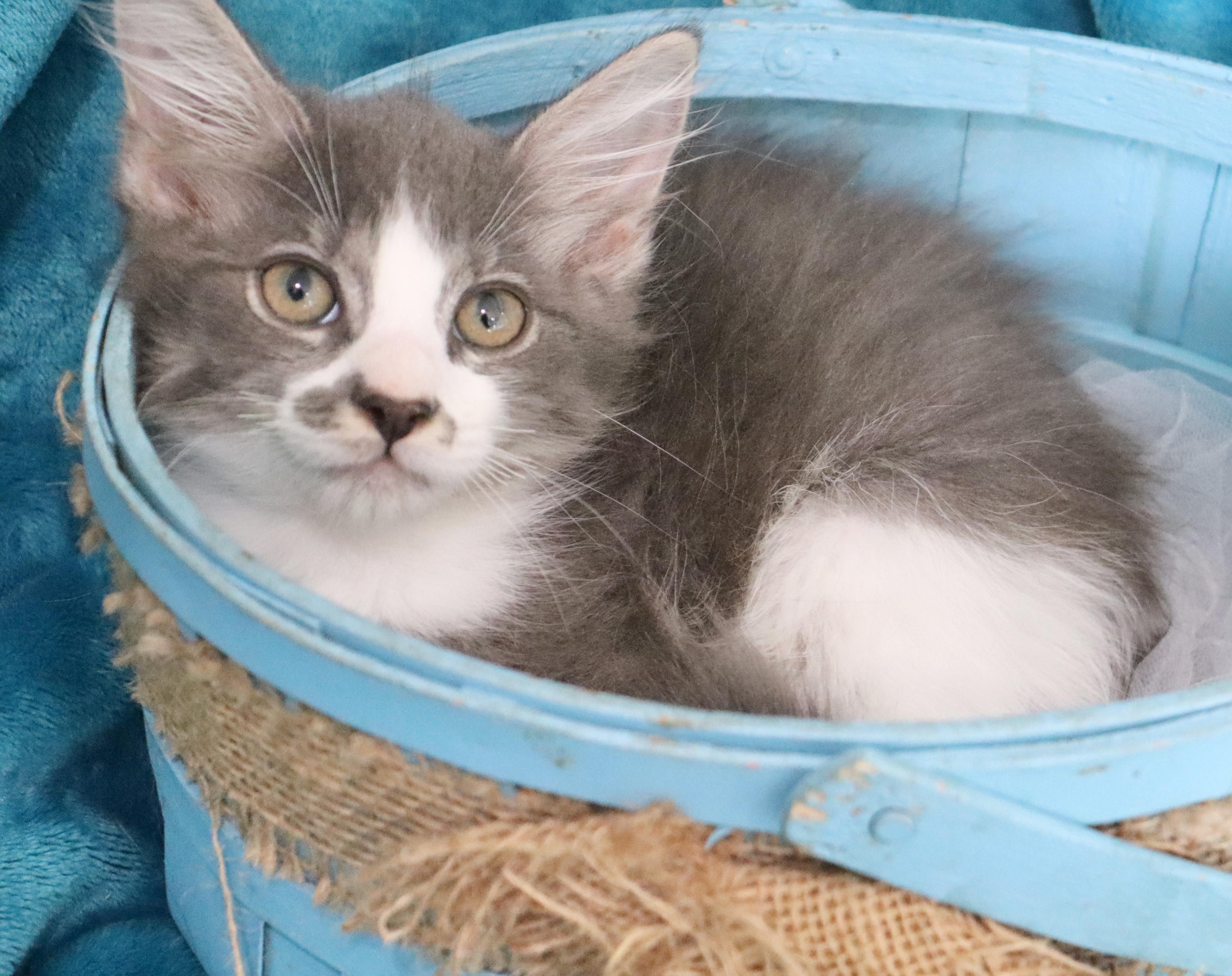 Blake, an adopted mixed breed in Saint Augustine, FL image 2/5