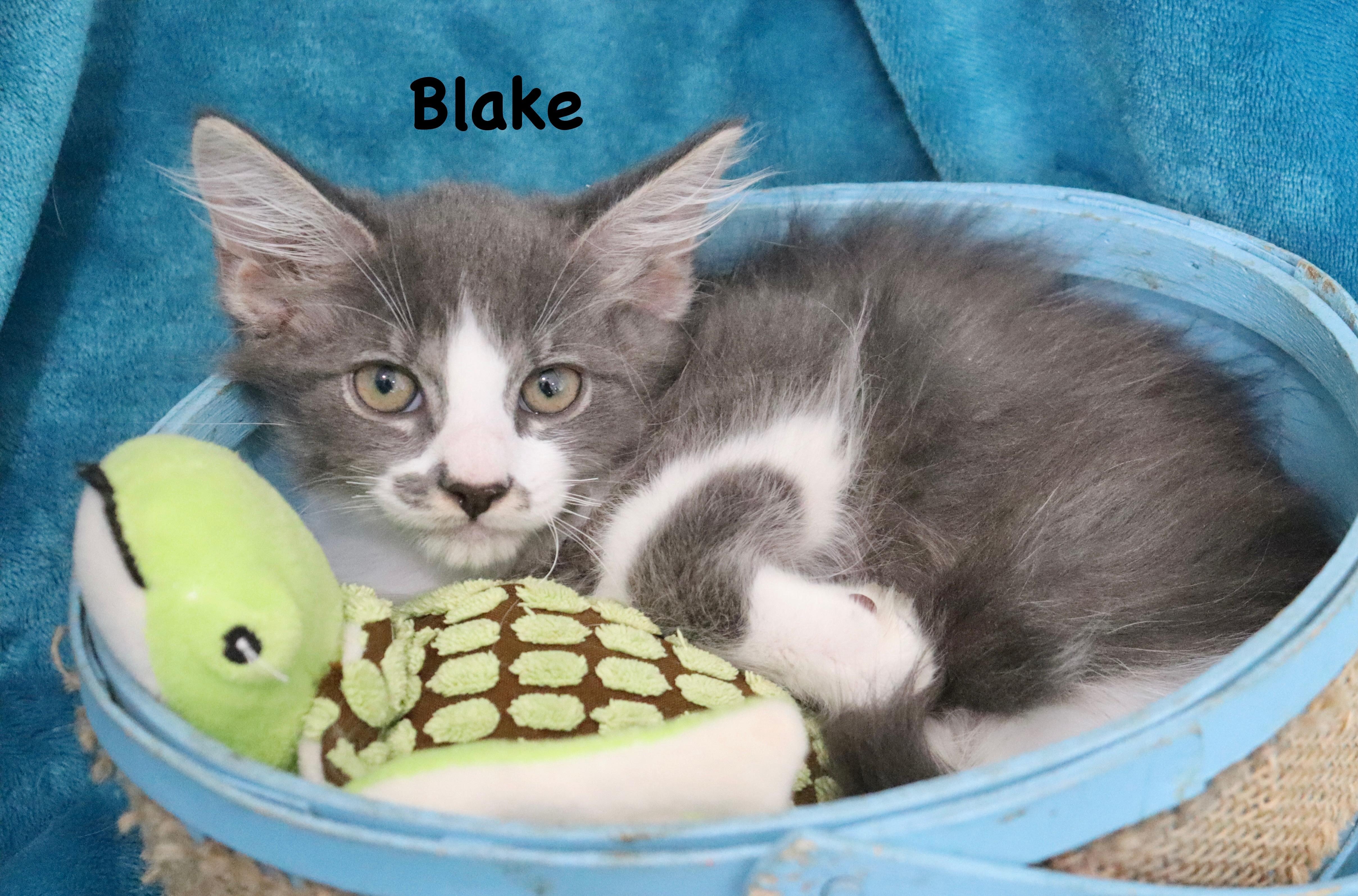 Blake, adopted, Kitten Male Domestic Long Hair & Maine Coon.
