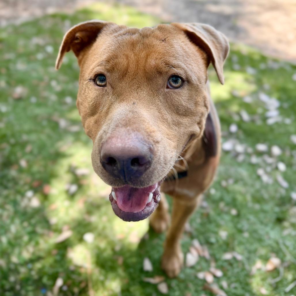Enlarge Volkswagen, a Adoptable Mixed Breed in Milton, FL image 1/2