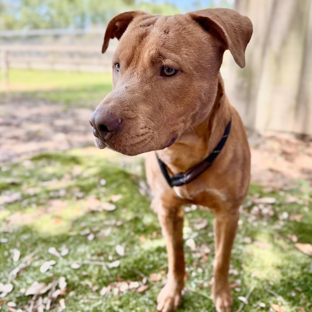 Enlarge Volkswagen, a Adoptable Mixed Breed in Milton, FL image 2/2