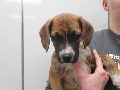Enlarge Pebbles, a Adoptable mixed breed in Maumee, OH image 1/1
